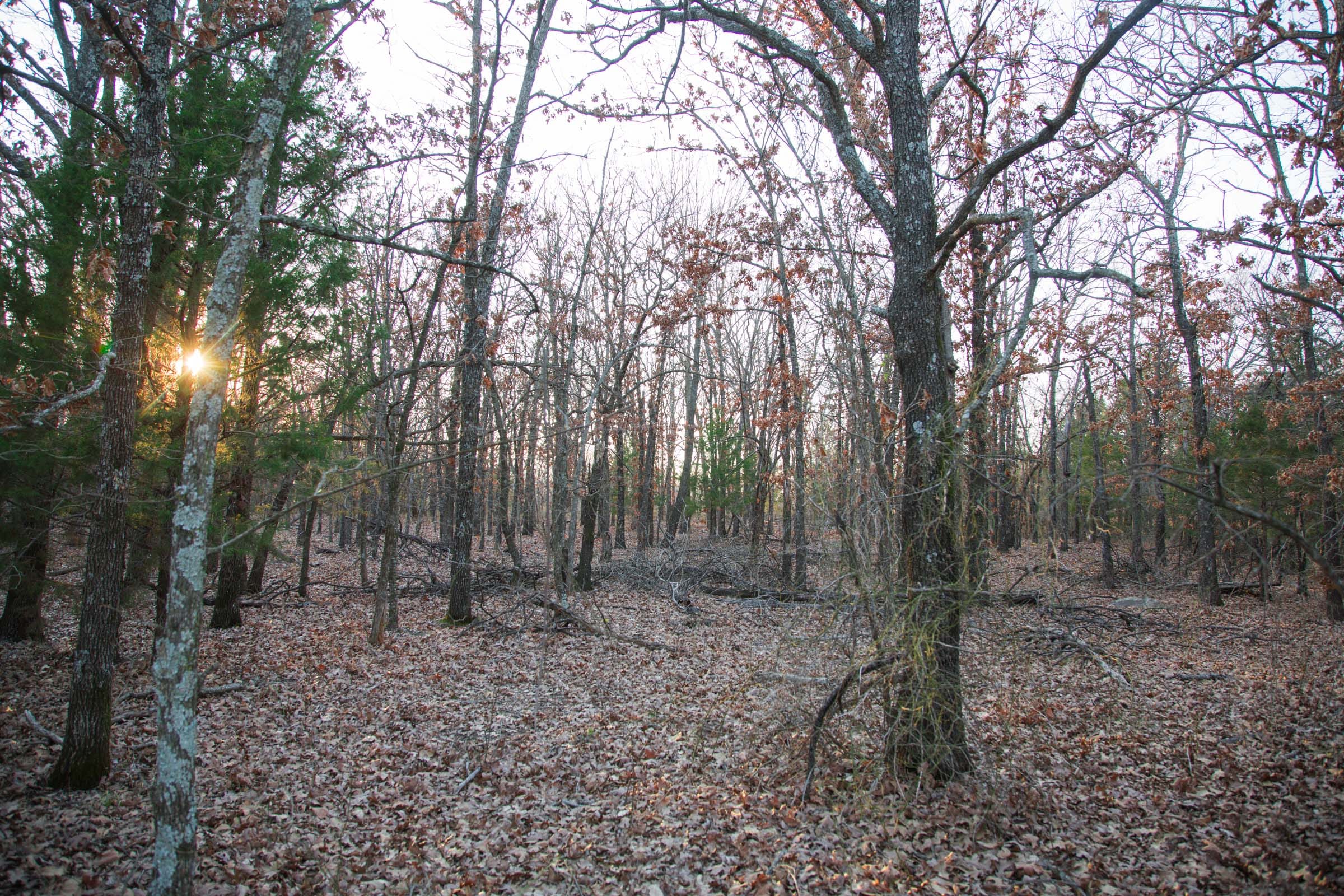 Eufaula Cove Tract 14 photo 7