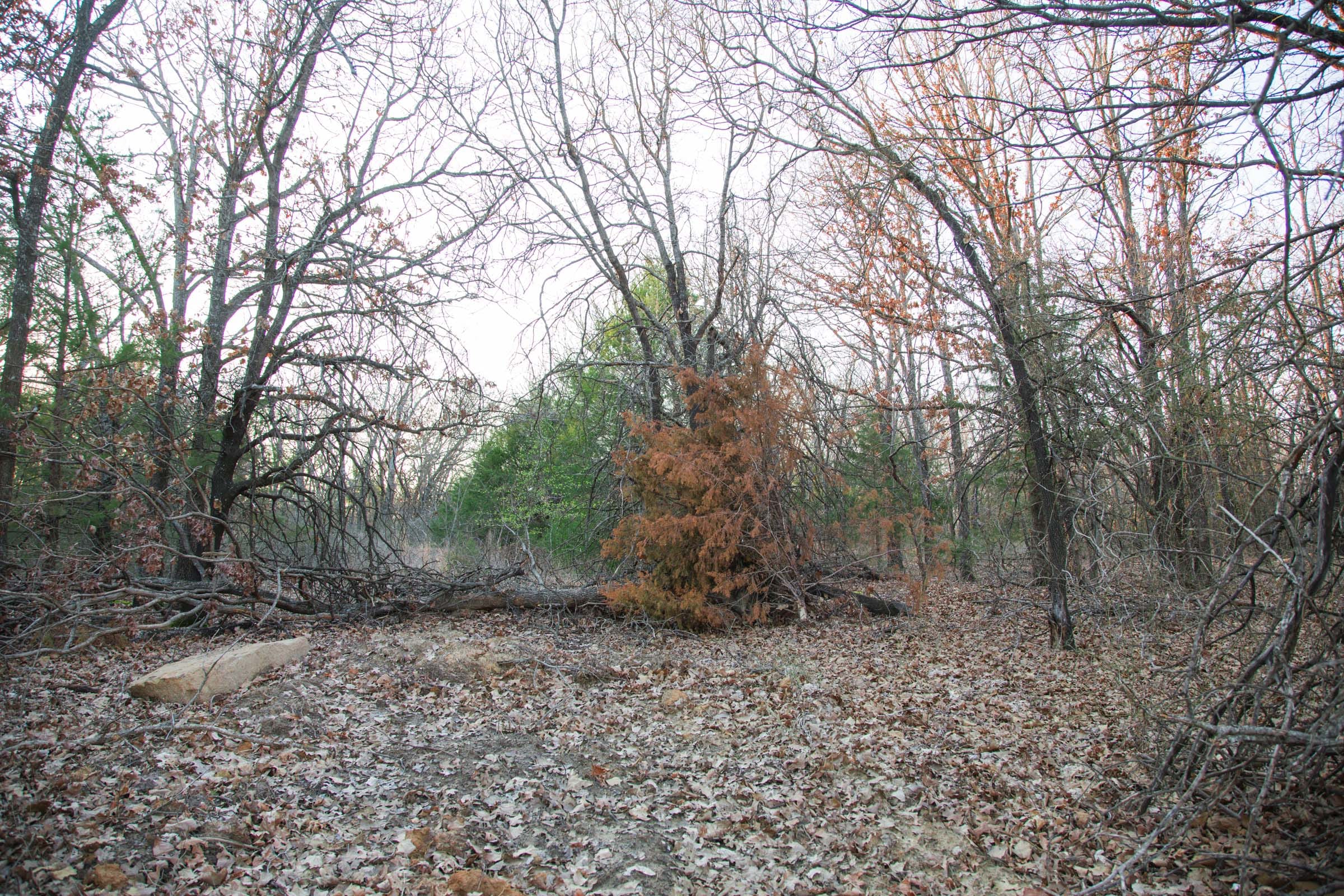 Eufaula Cove Tract 14 photo 10
