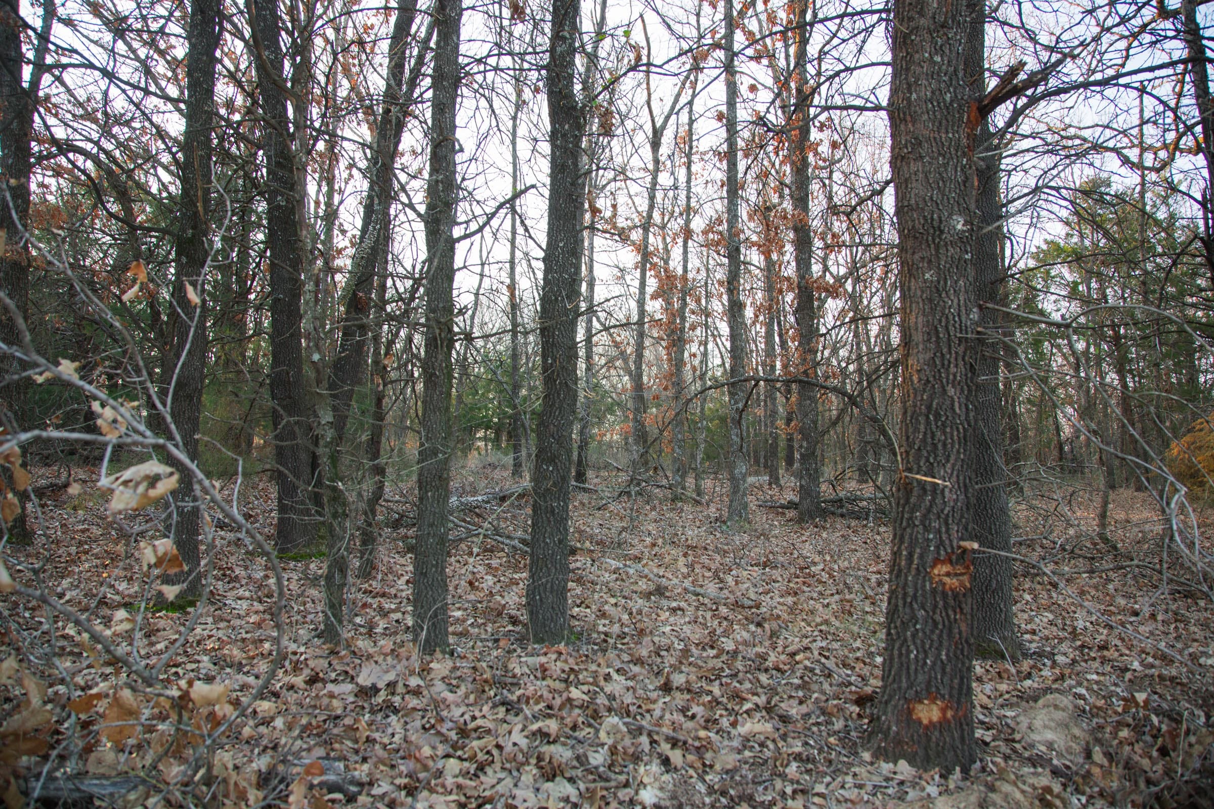 Eufaula Cove Tract 14 photo 12