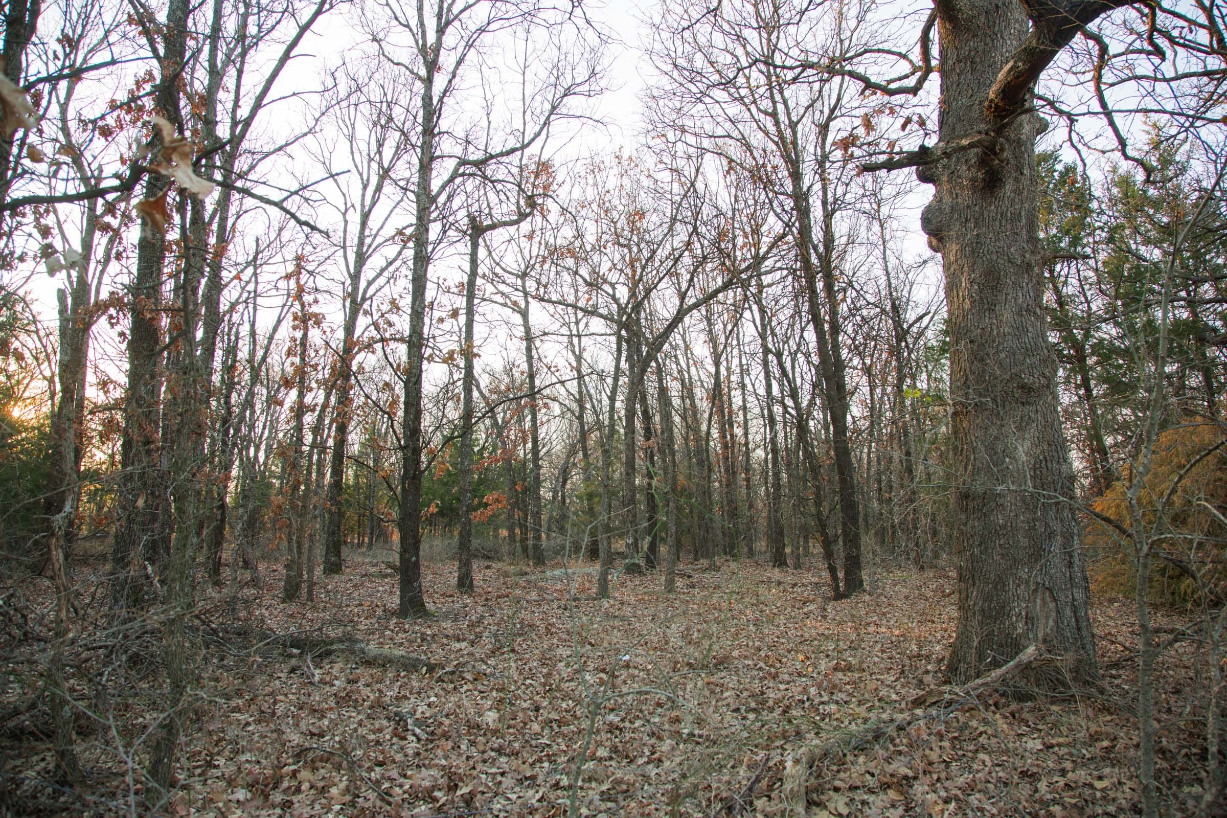 Eufaula Cove Tract 14 photo 13