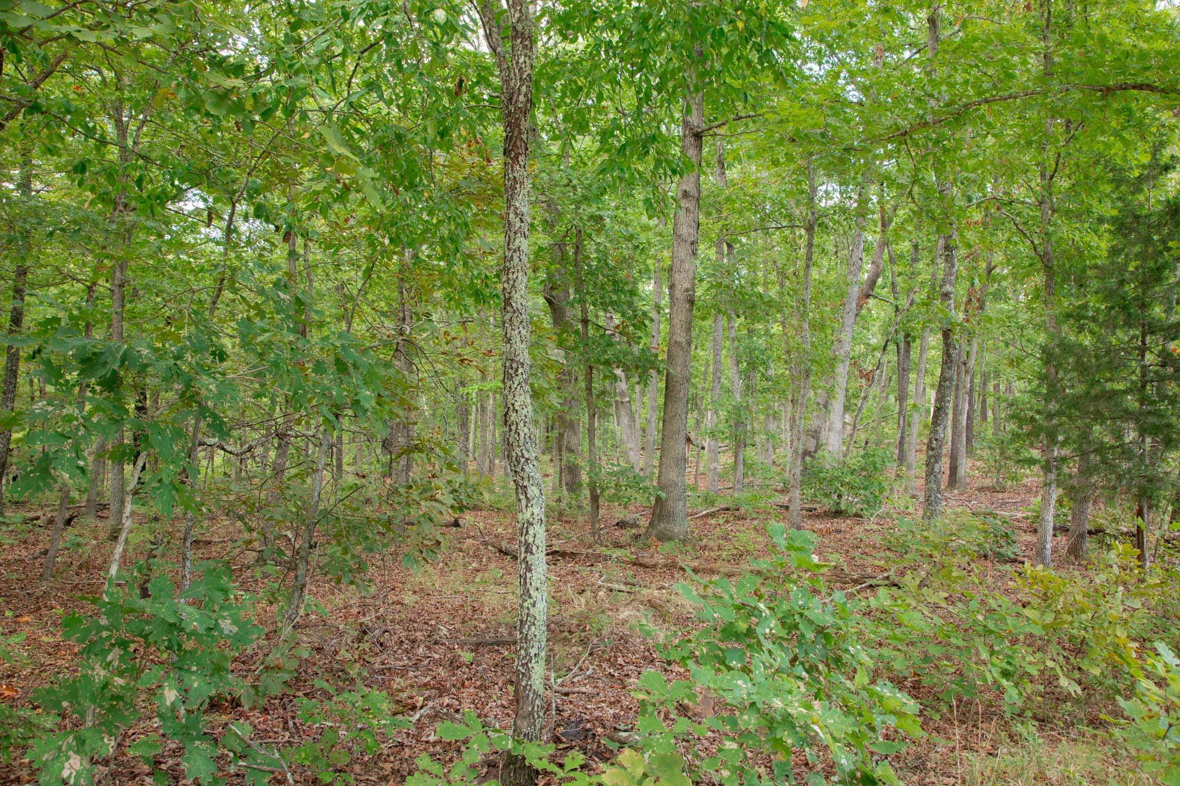 Wagon Wheel Ranch Tract 27 photo 9