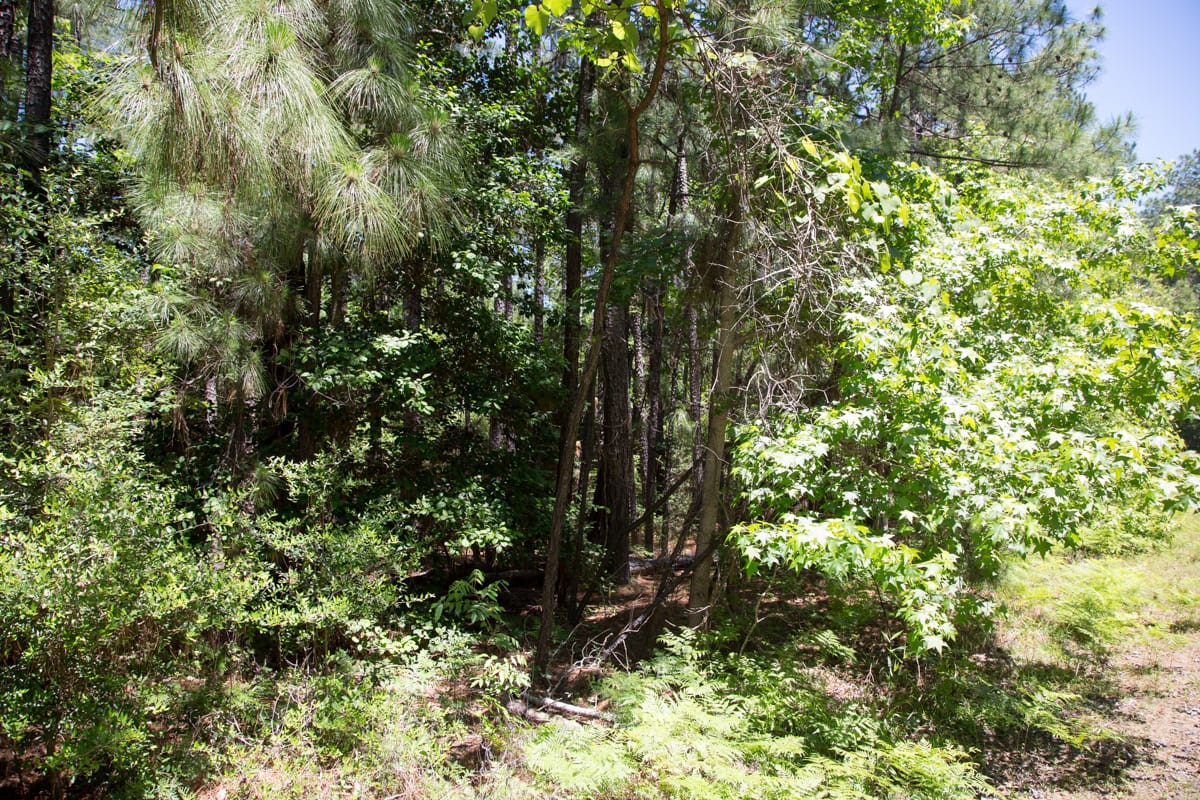 Rayburn Country Tract 29 photo 4