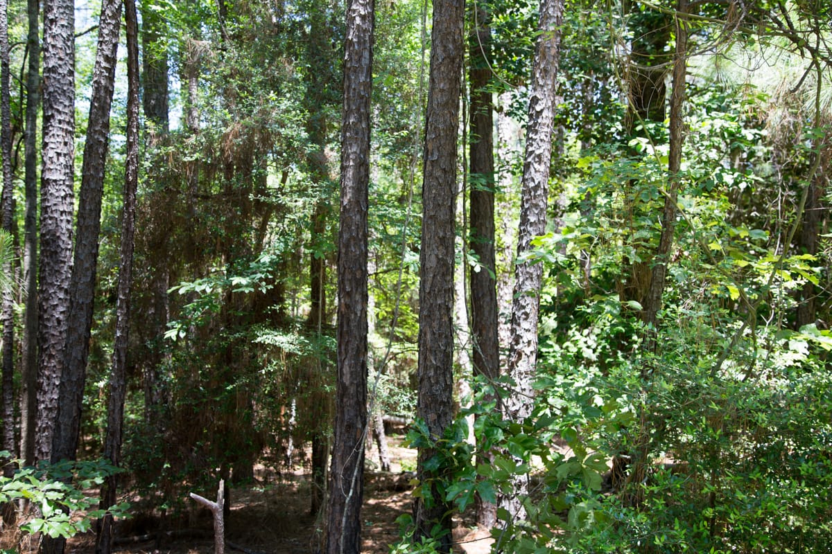 Rayburn Country Tract 29 photo 5