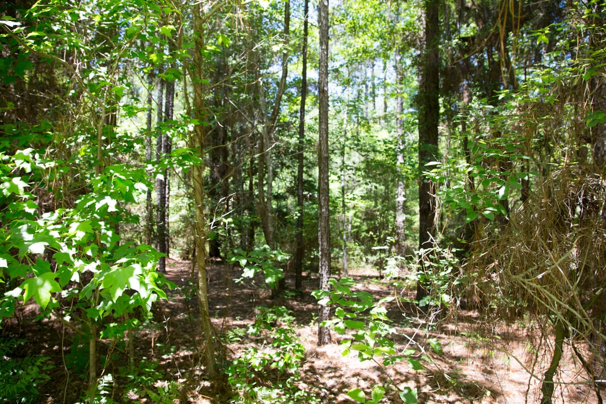 Rayburn Country Tract 29 photo 6