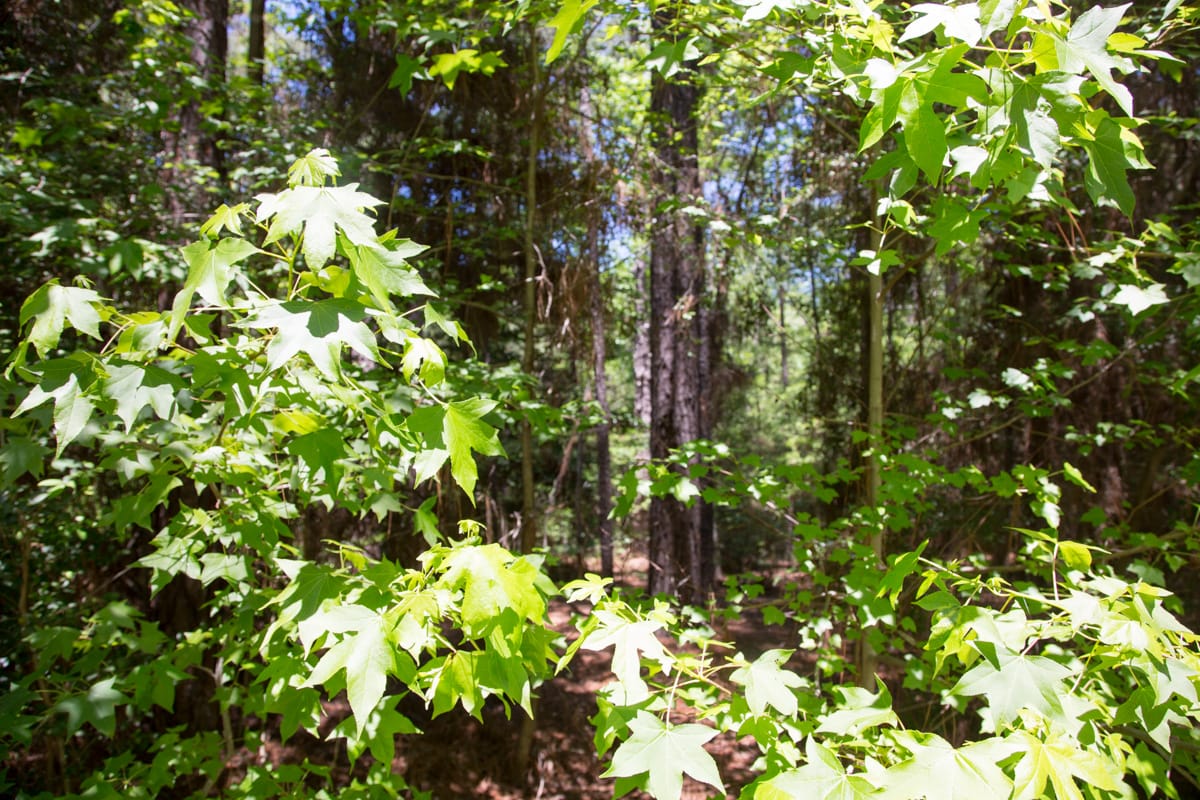 Rayburn Country Tract 29 photo 7