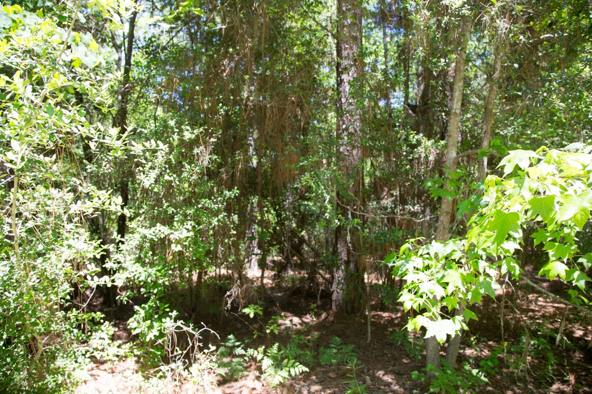 Rayburn Country Tract 29 photo 9