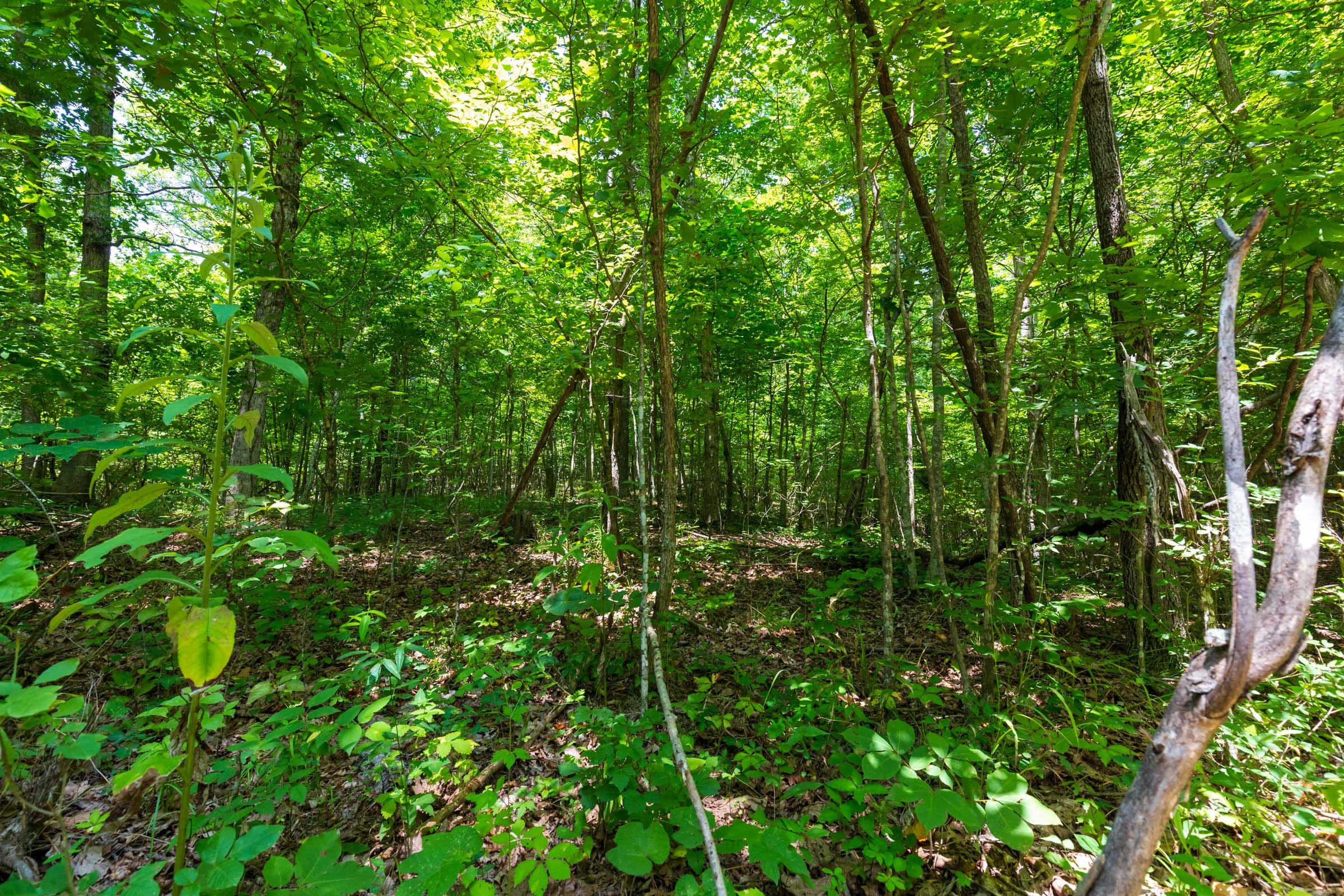 Cypress Ridge Tract 7 photo 2