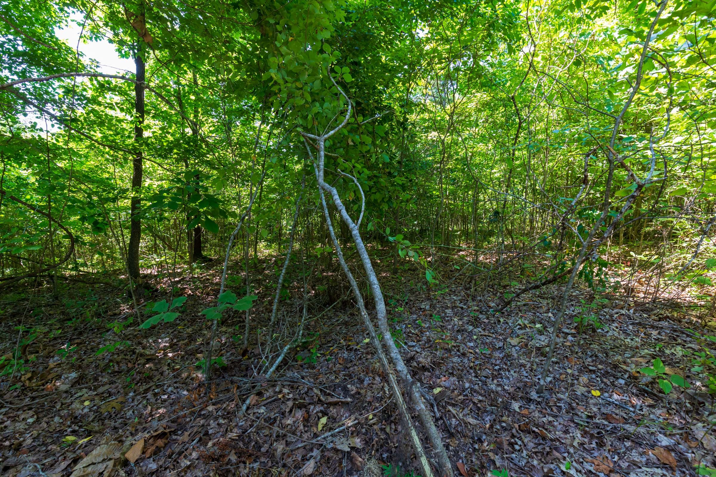 Cypress Ridge Tract 7 photo 7