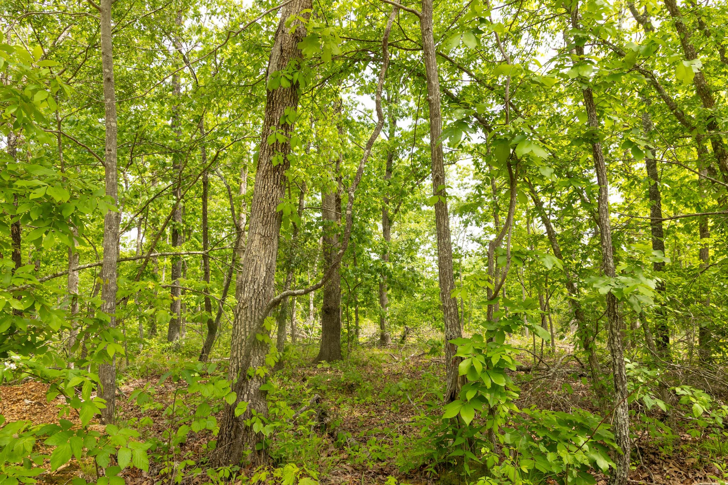 Stardust Estates Tract 28 photo 17