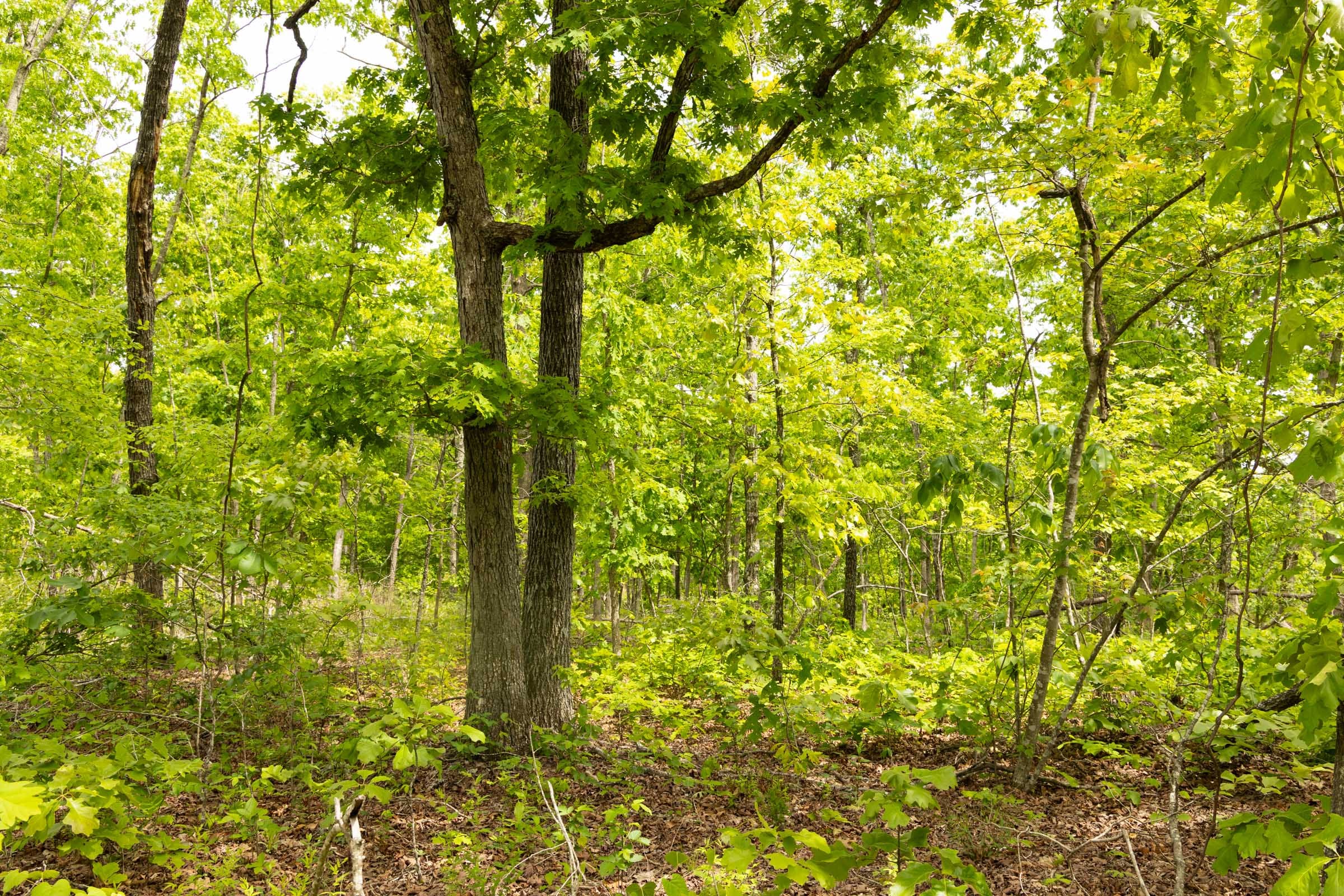 Stardust Estates Tract 28 photo 10