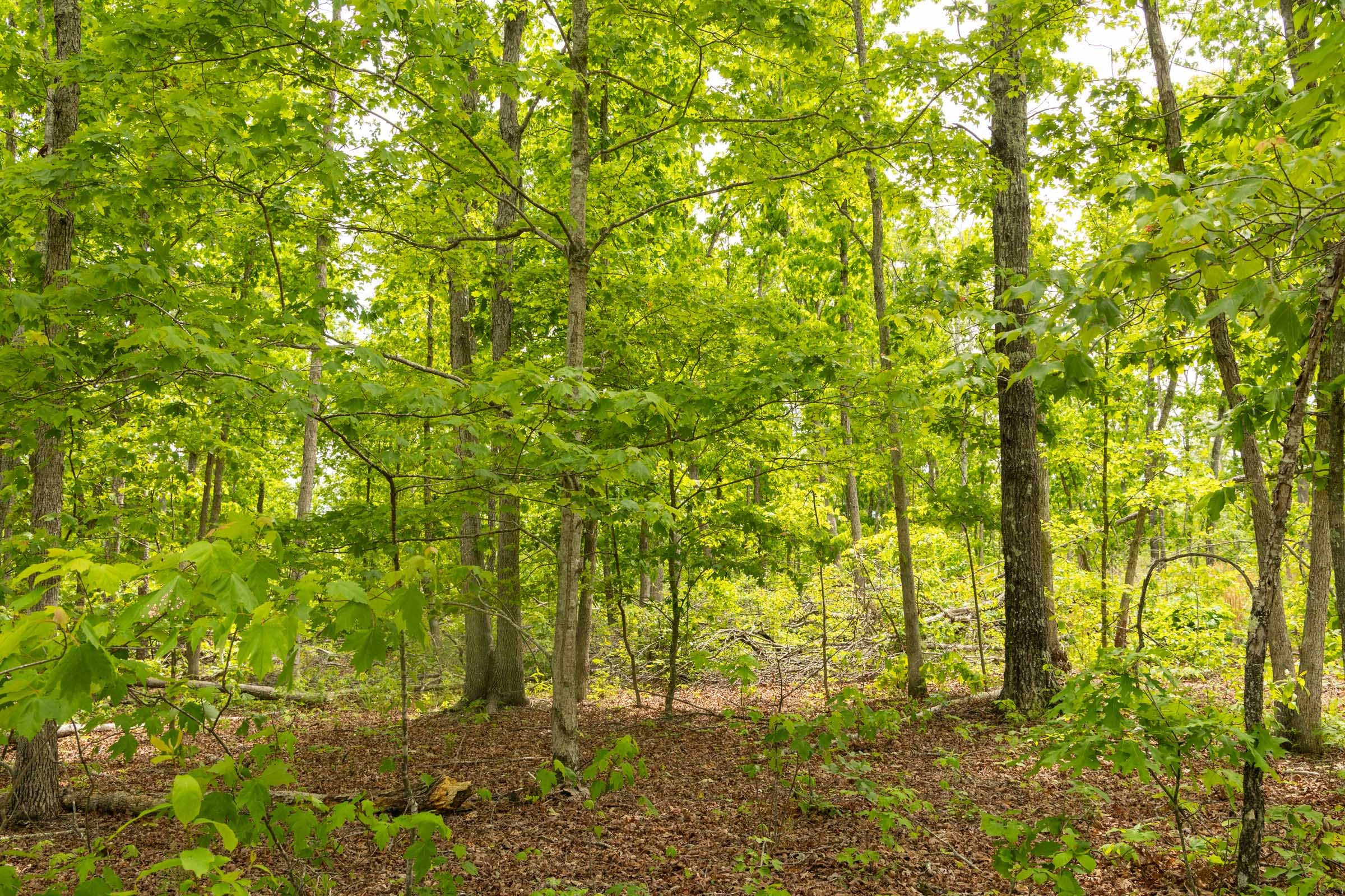 Stardust Estates Tract 28 photo 6