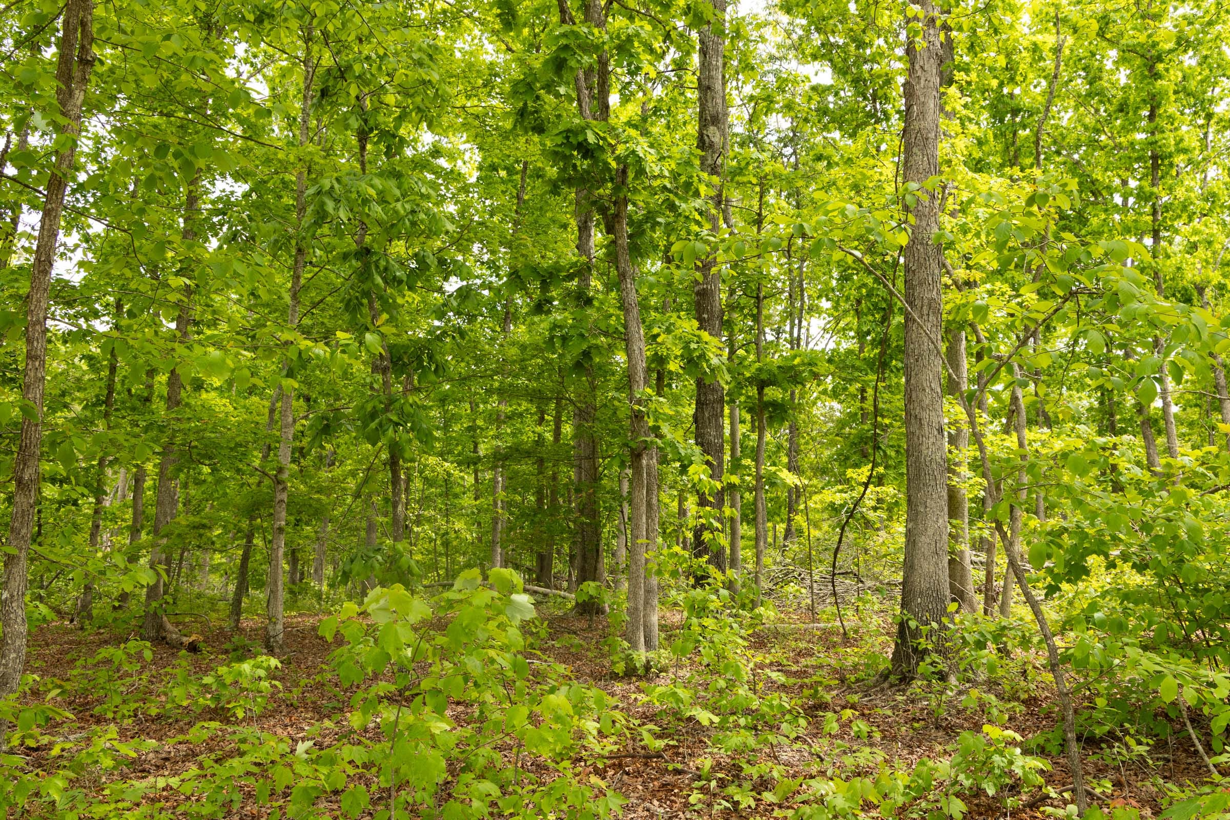 Stardust Estates Tract 28 photo 4