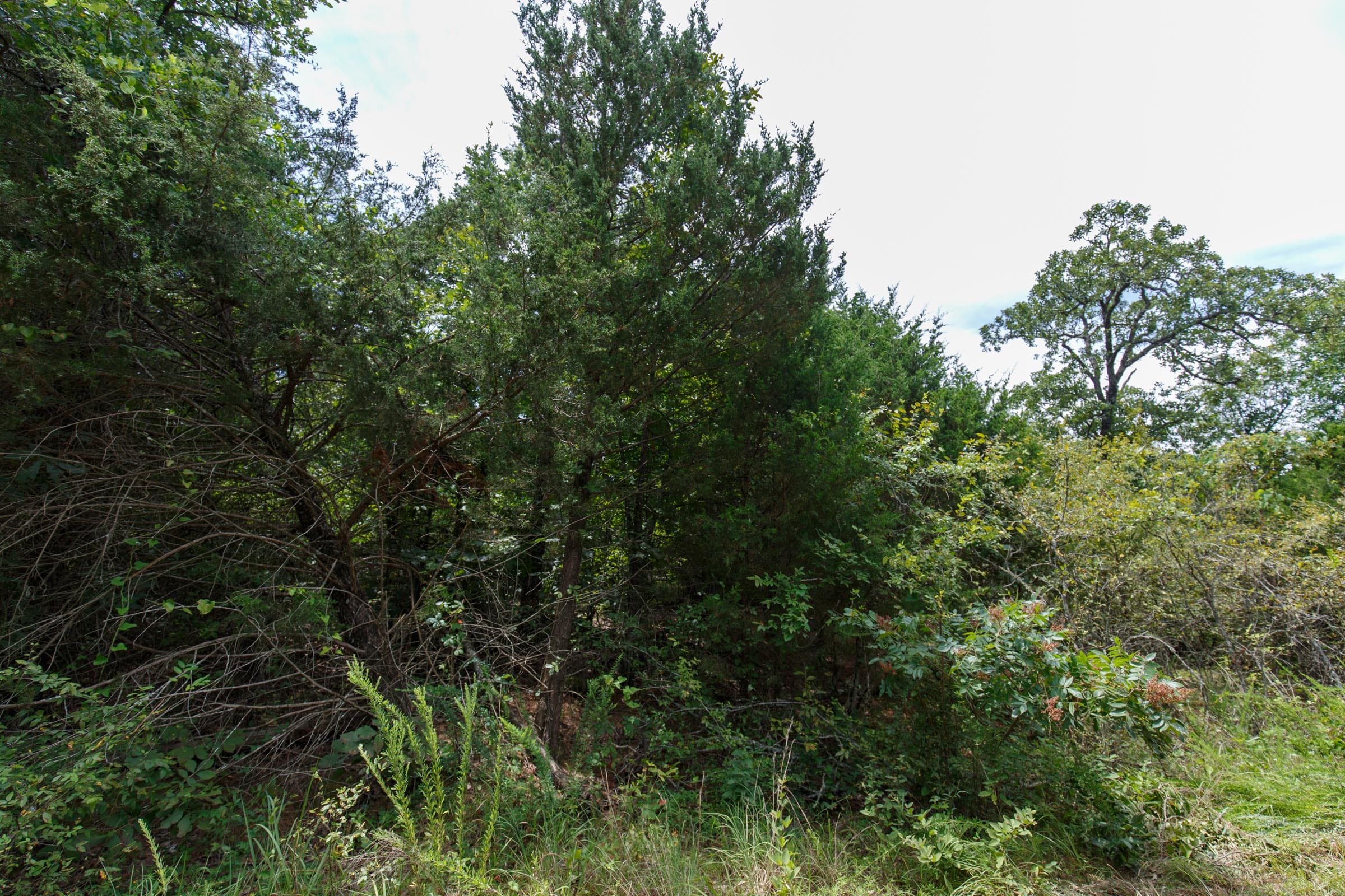 Timber Ridge Tract 39 photo 3