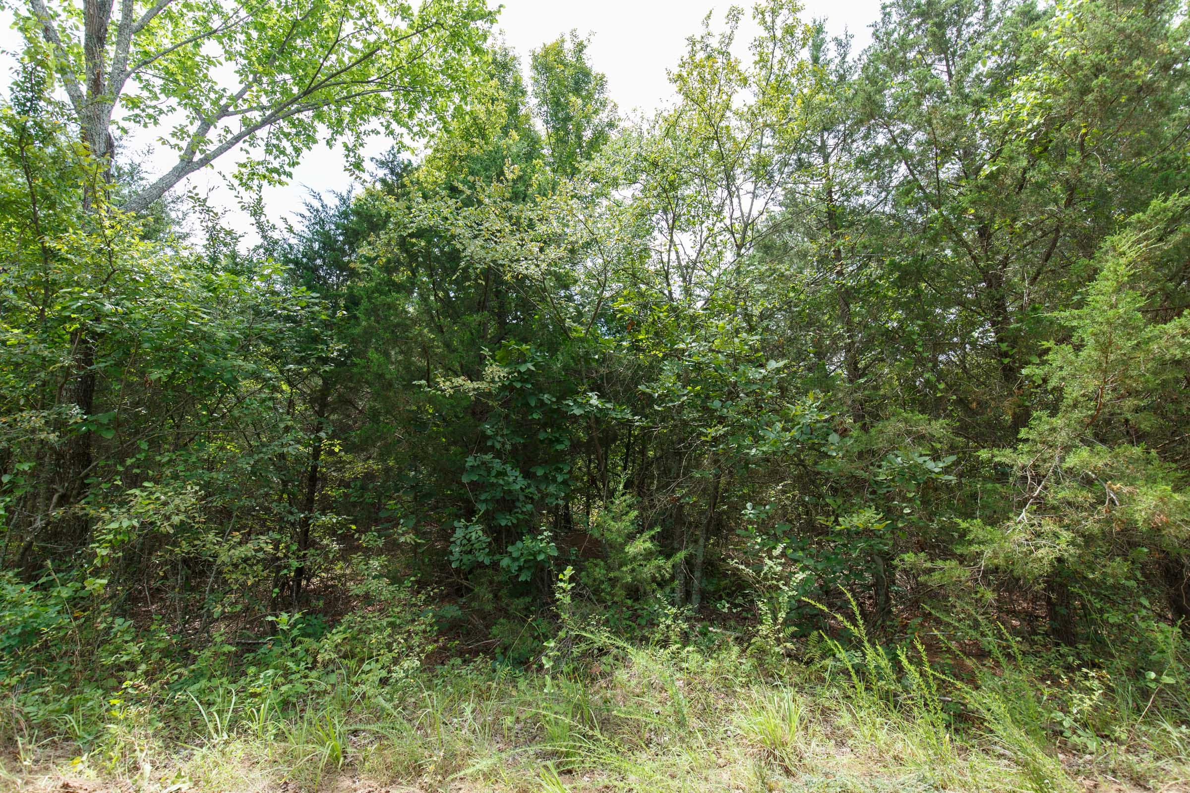 Timber Ridge Tract 39 photo 6