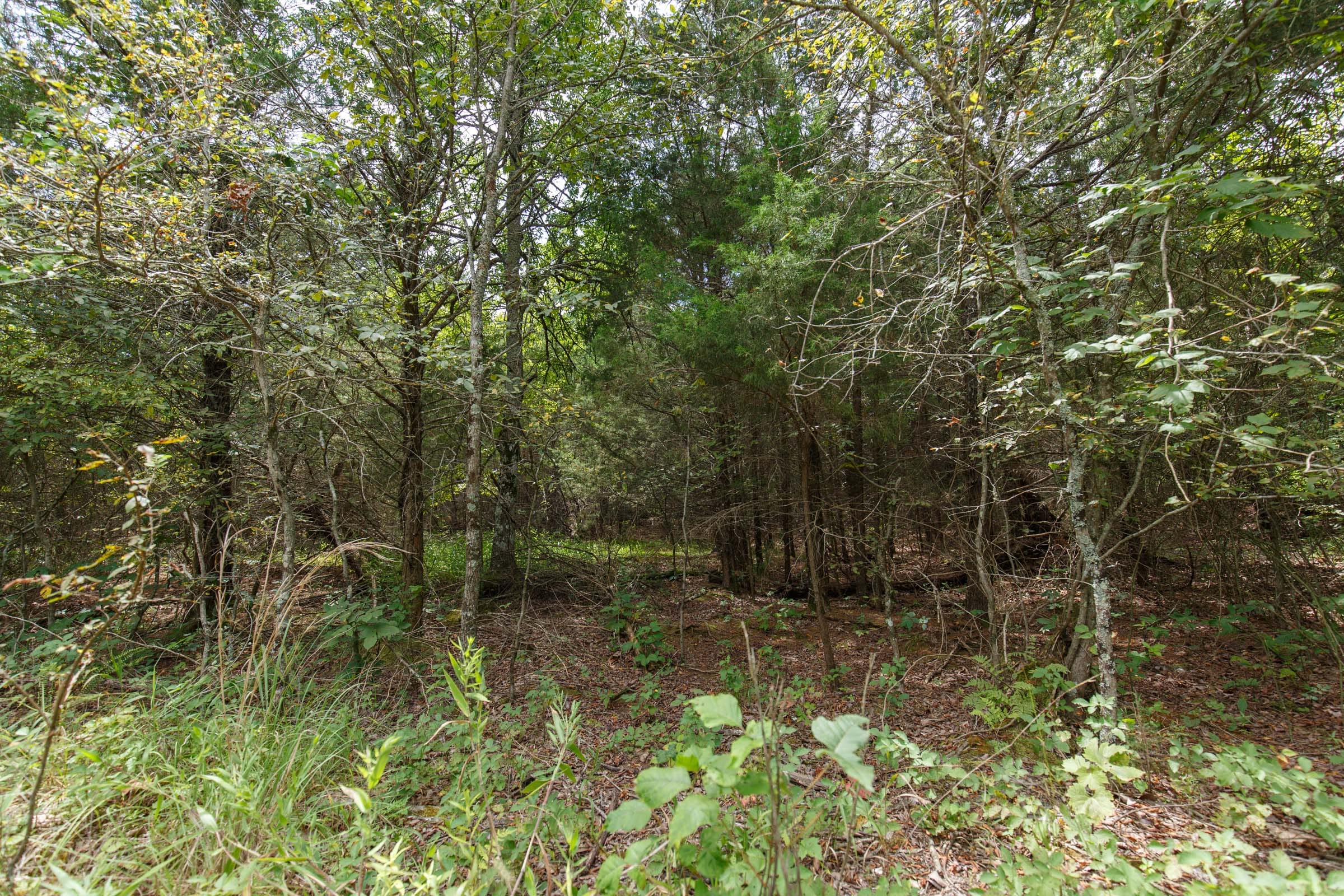Timber Ridge Tract 39 photo 2