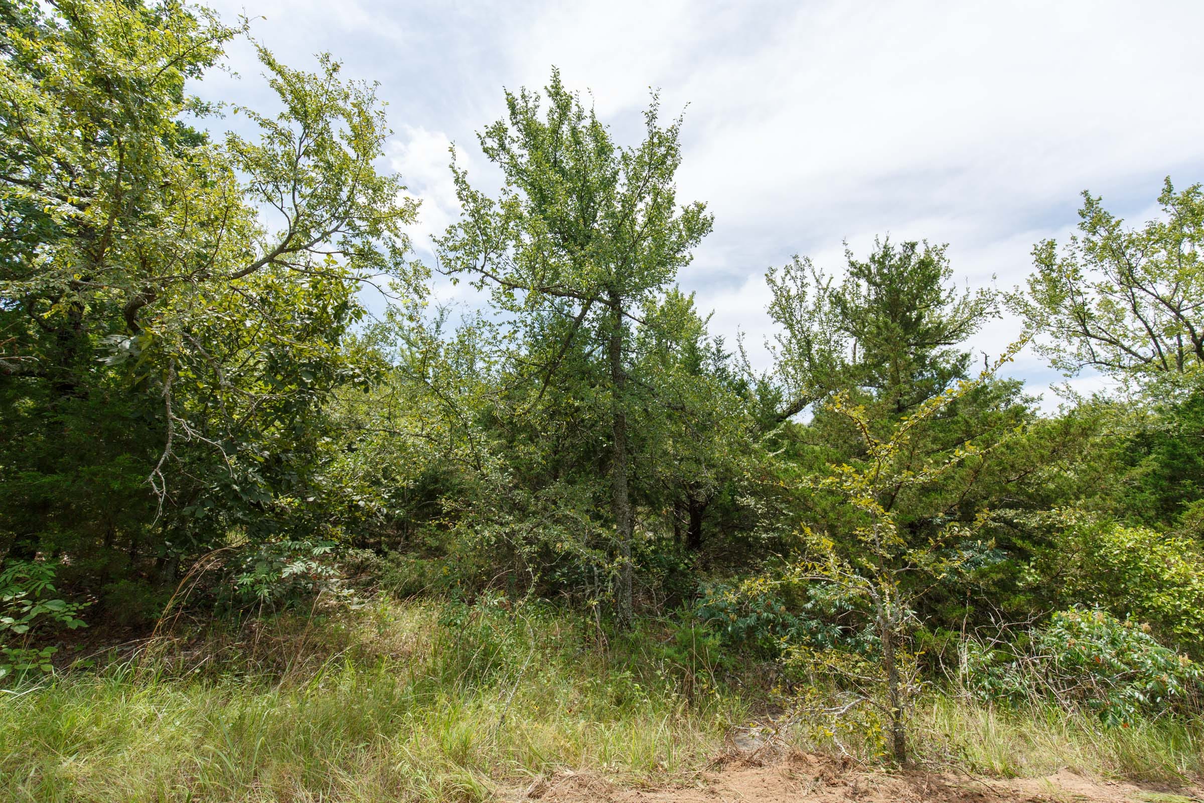 Timber Ridge Tract 39 photo 5