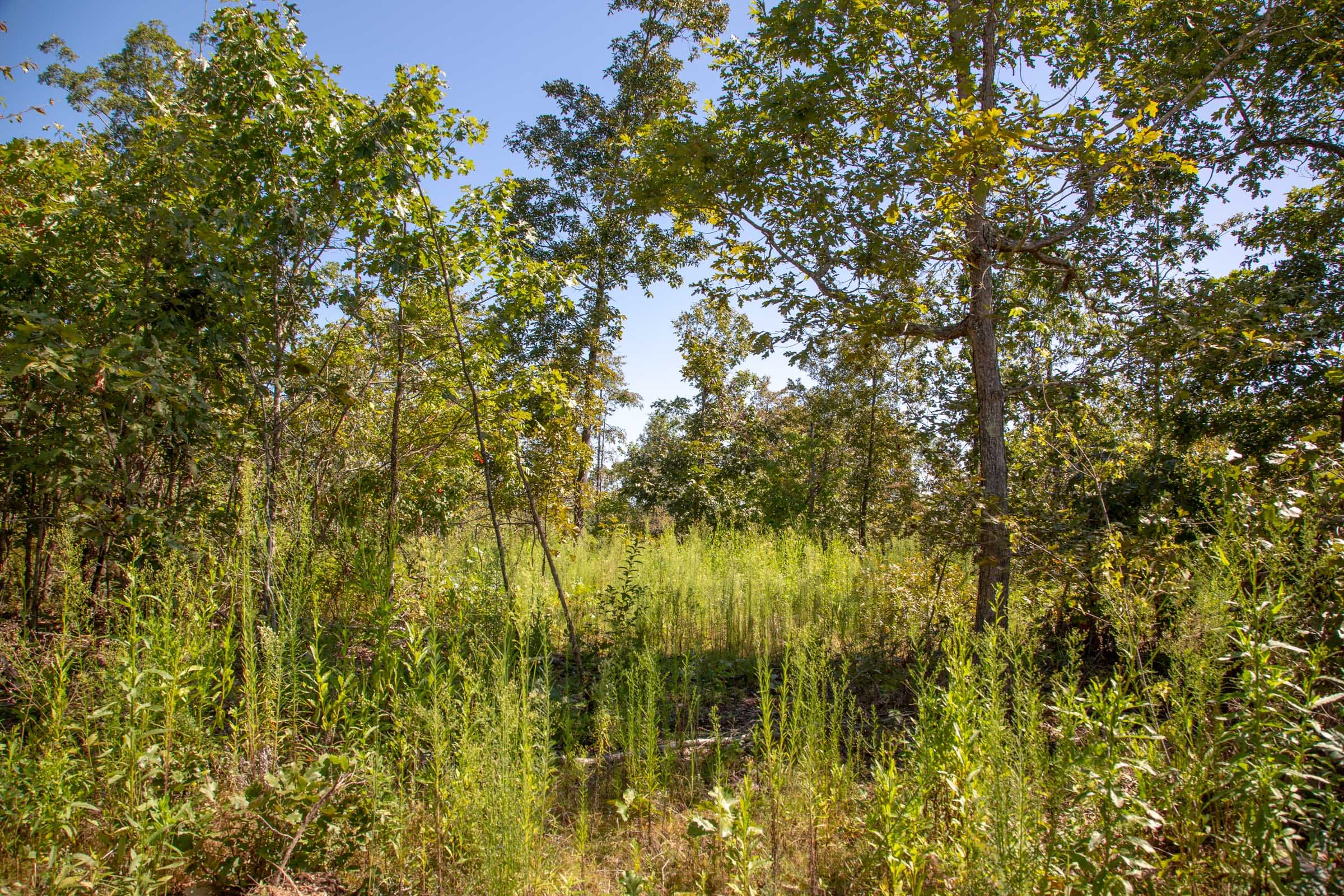 Borgmann’s Hollow Phase II Tract 54 photo 1