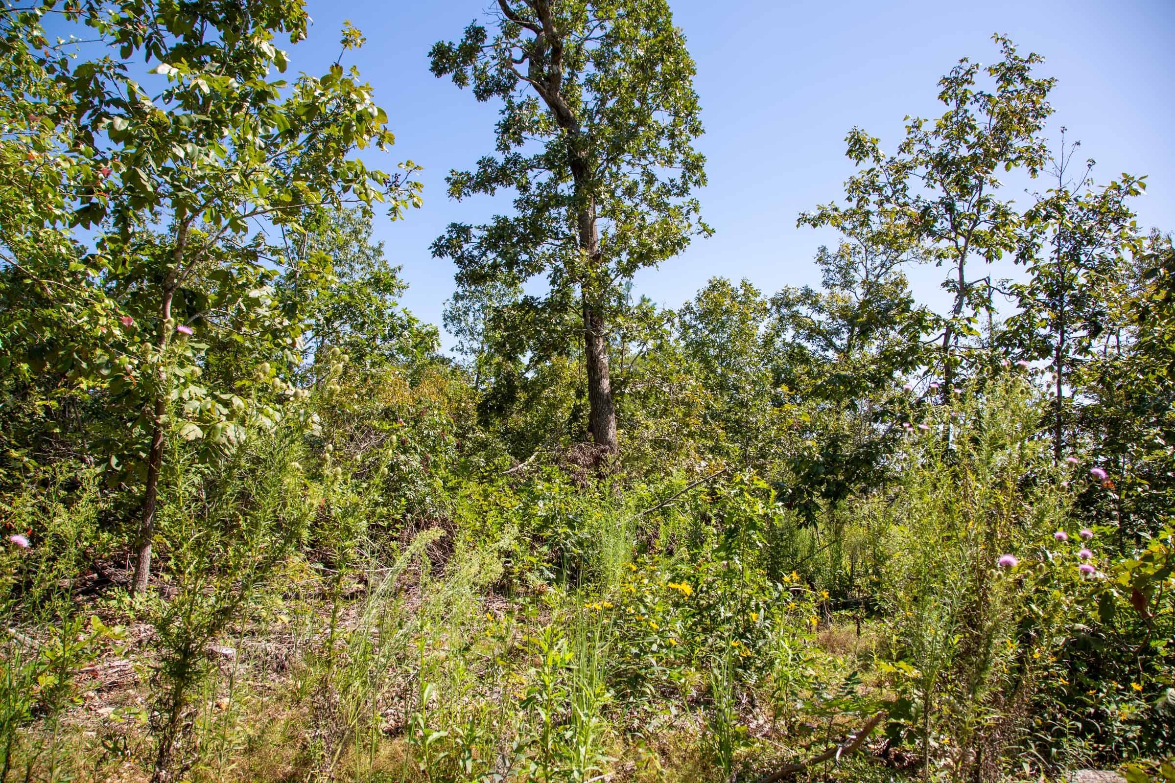 Borgmann’s Hollow Phase II Tract 54 photo 2