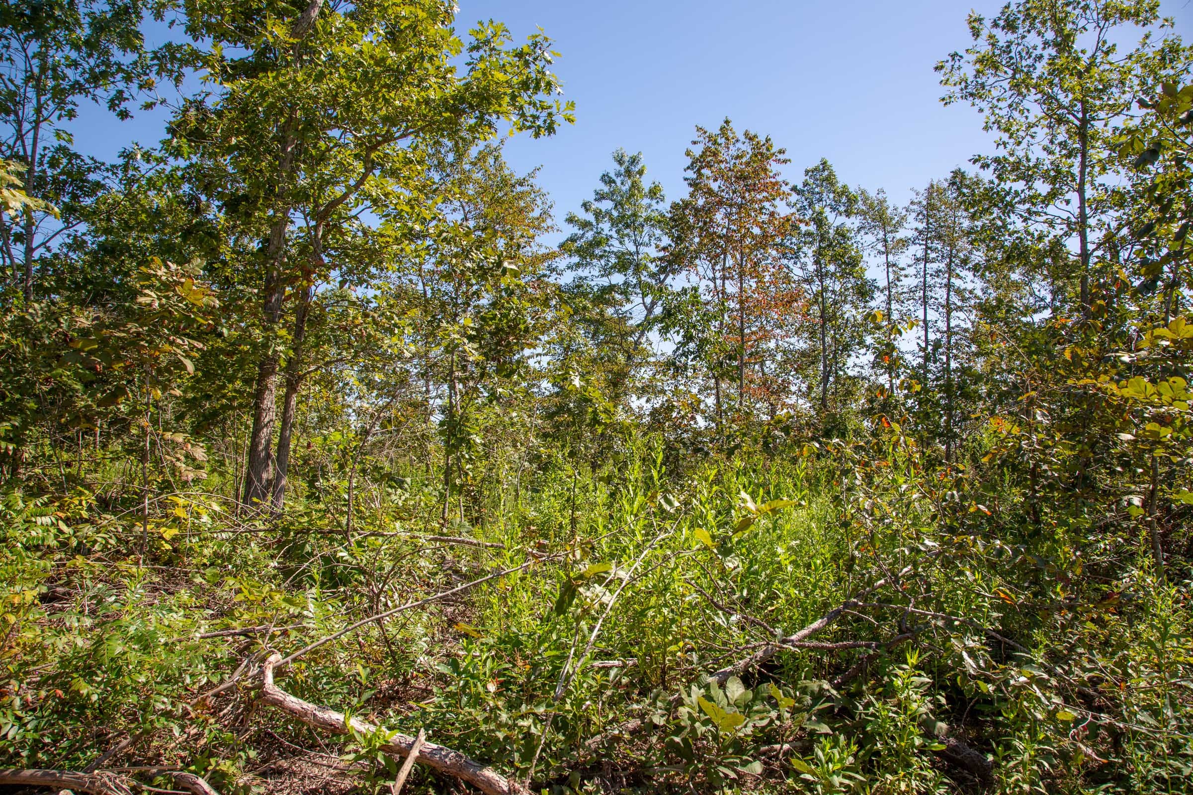 Borgmann’s Hollow Phase II Tract 54 photo 3