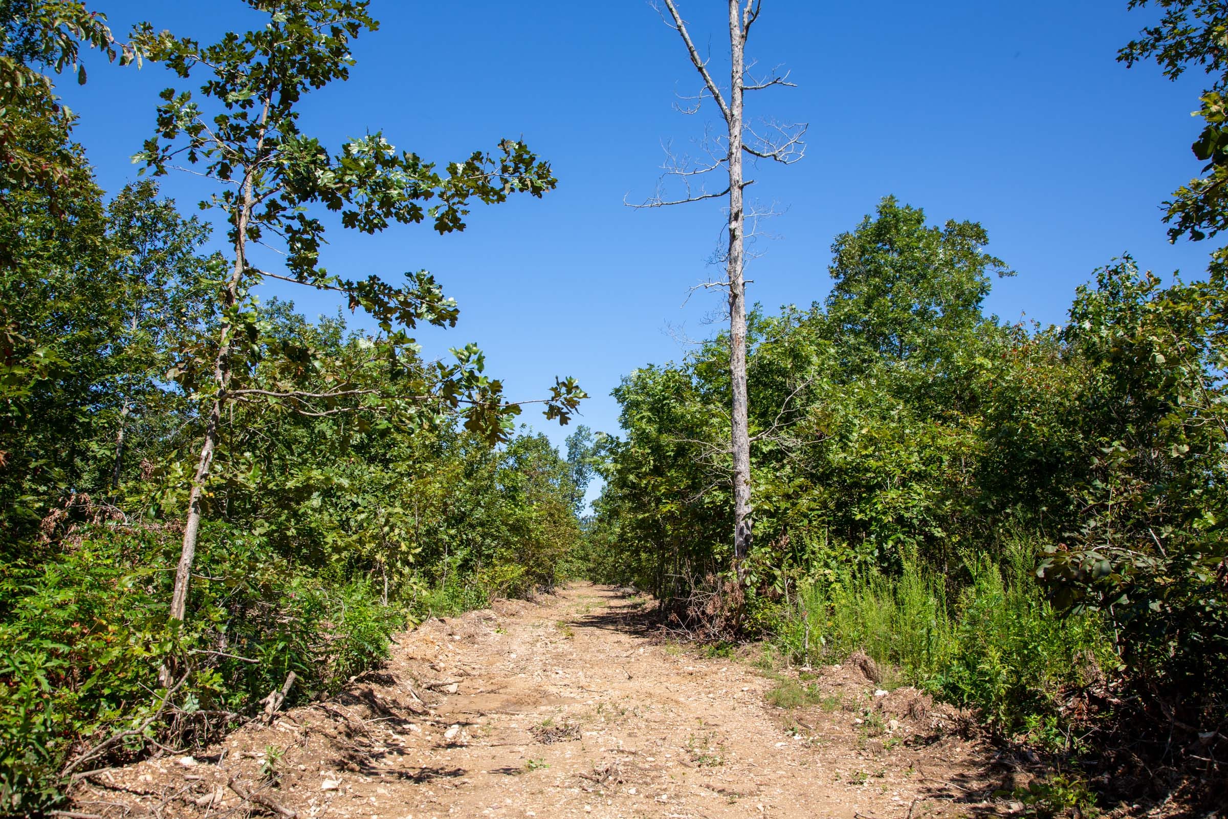 Borgmann’s Hollow Phase II Tract 54 photo 4