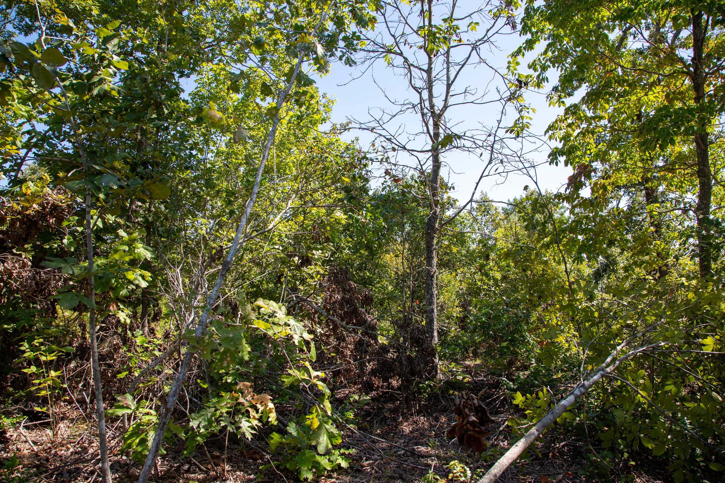 Borgmann’s Hollow Phase II Tract 54 photo 5