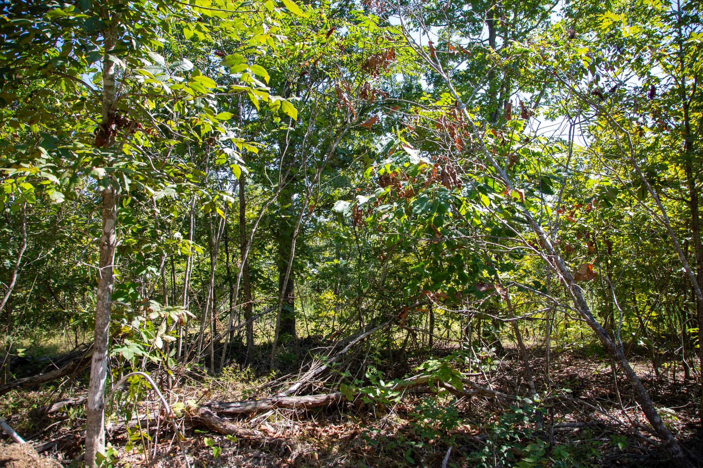 Borgmann’s Hollow Phase II Tract 54 photo 6