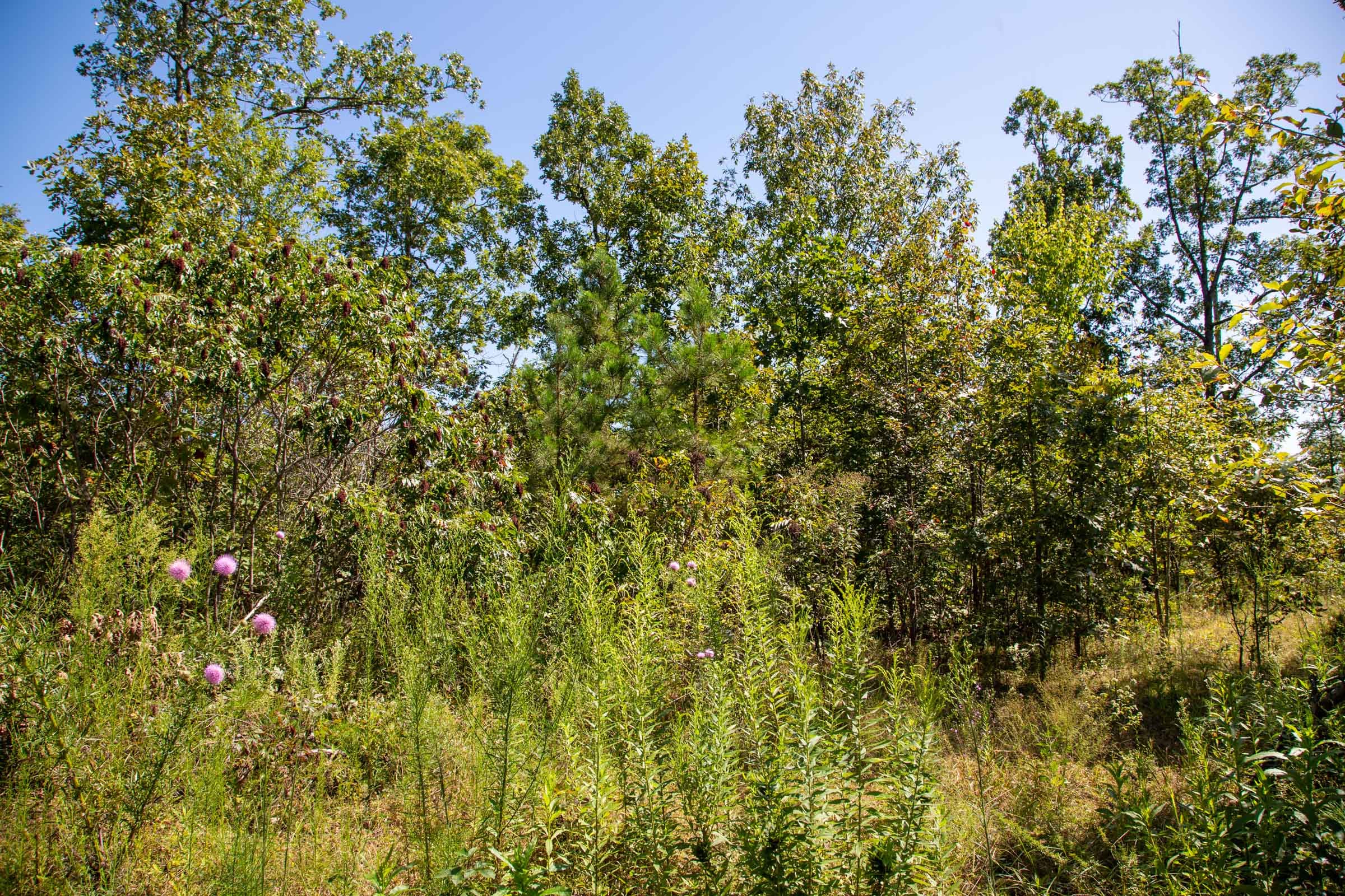 Borgmann’s Hollow Phase II Tract 54 photo 7