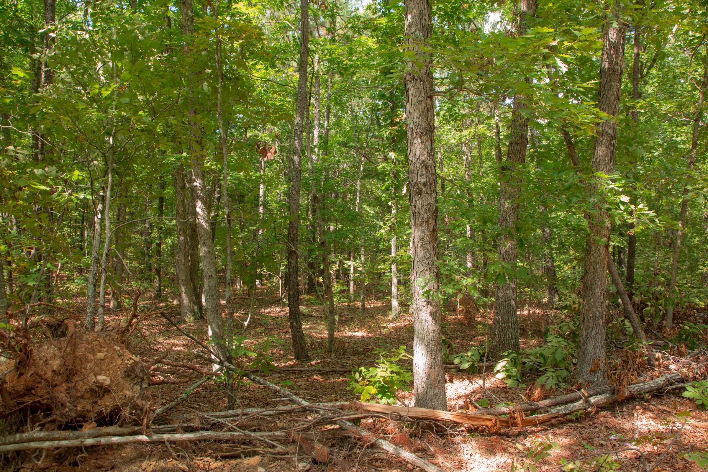 Wagon Wheel Ranch Tract 12 photo 8