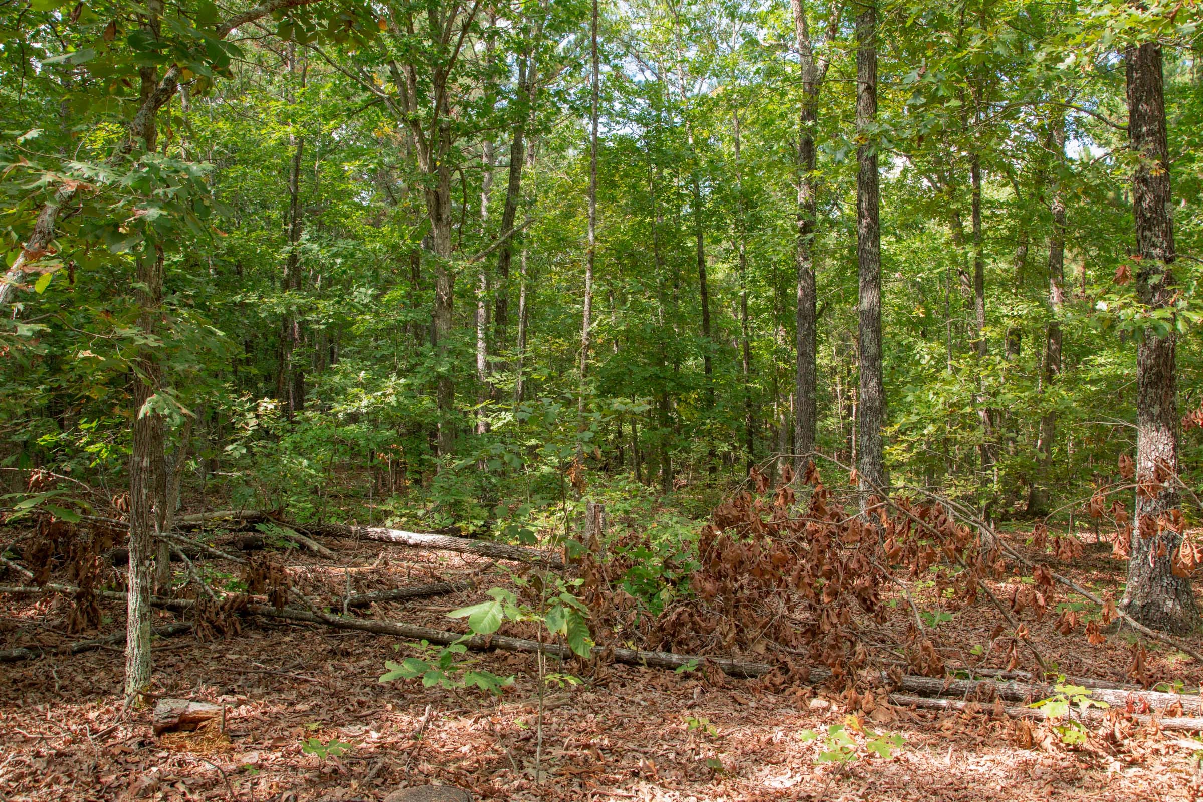 Wagon Wheel Ranch Tract 12 photo 9