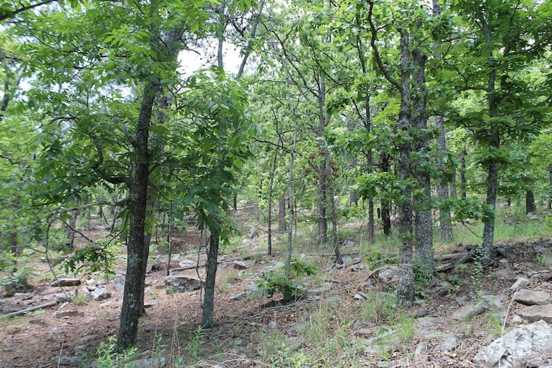 Indian Ridge – Phase II Tract 57 photo 4