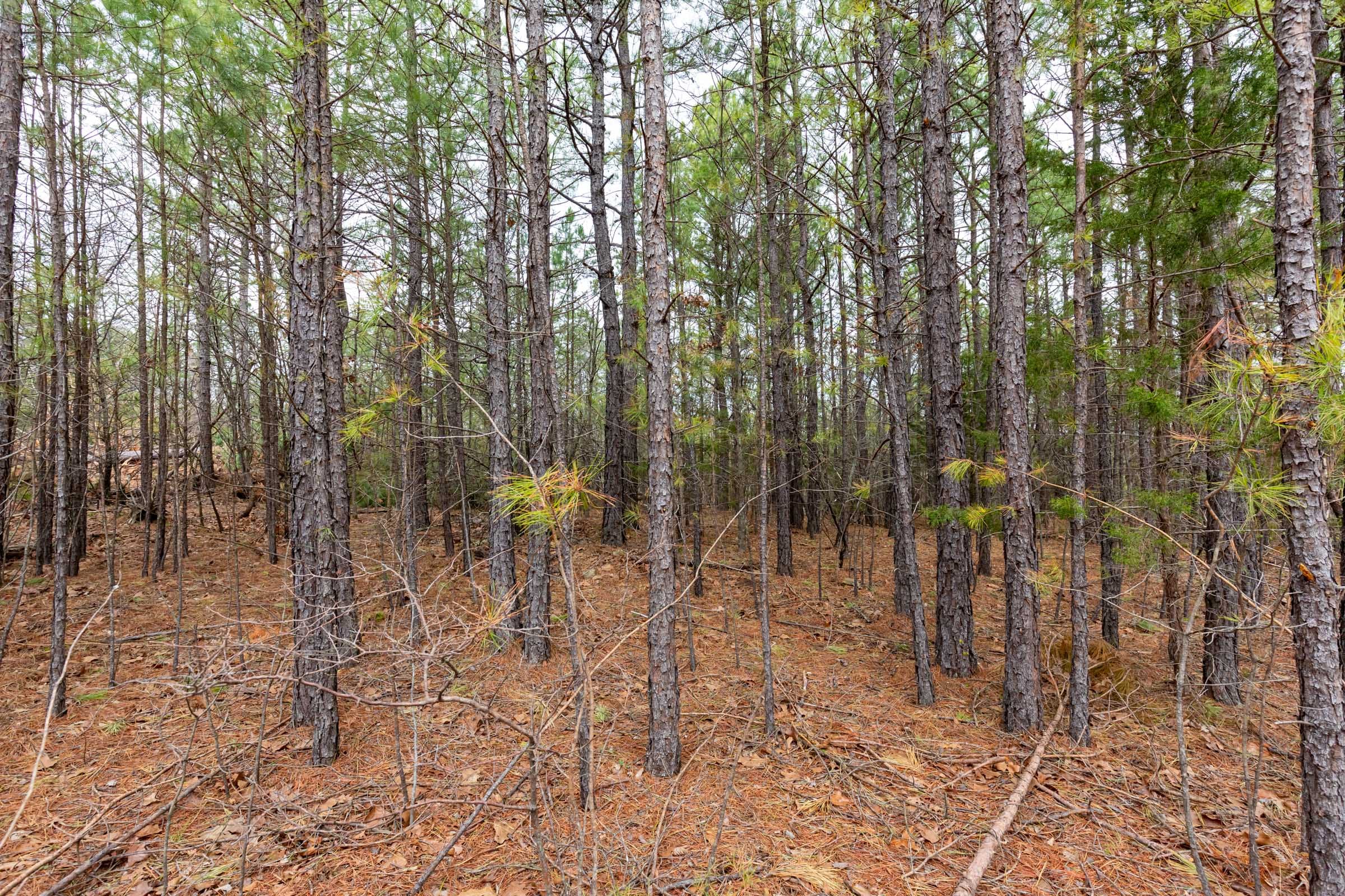 Stone Bridge Phase III Tract 190 photo 2