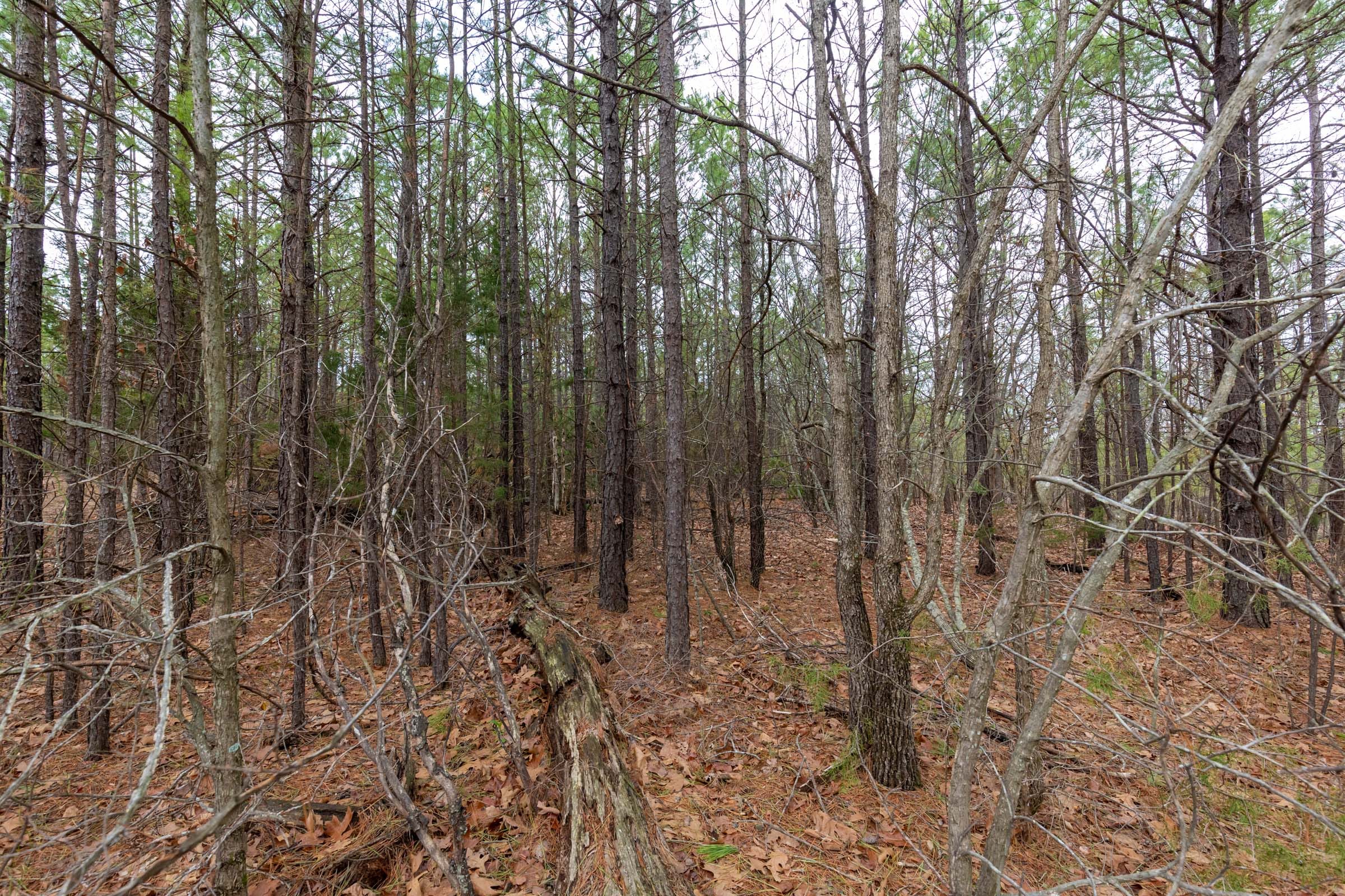 Stone Bridge Phase III Tract 190 photo 6