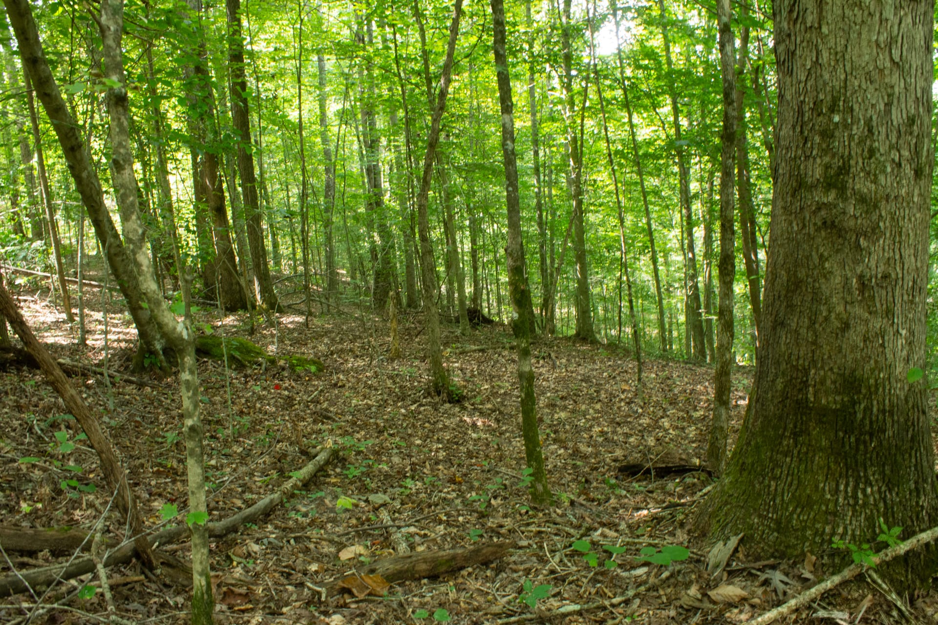 Bluegrass Ridge Tract 11 photo 32