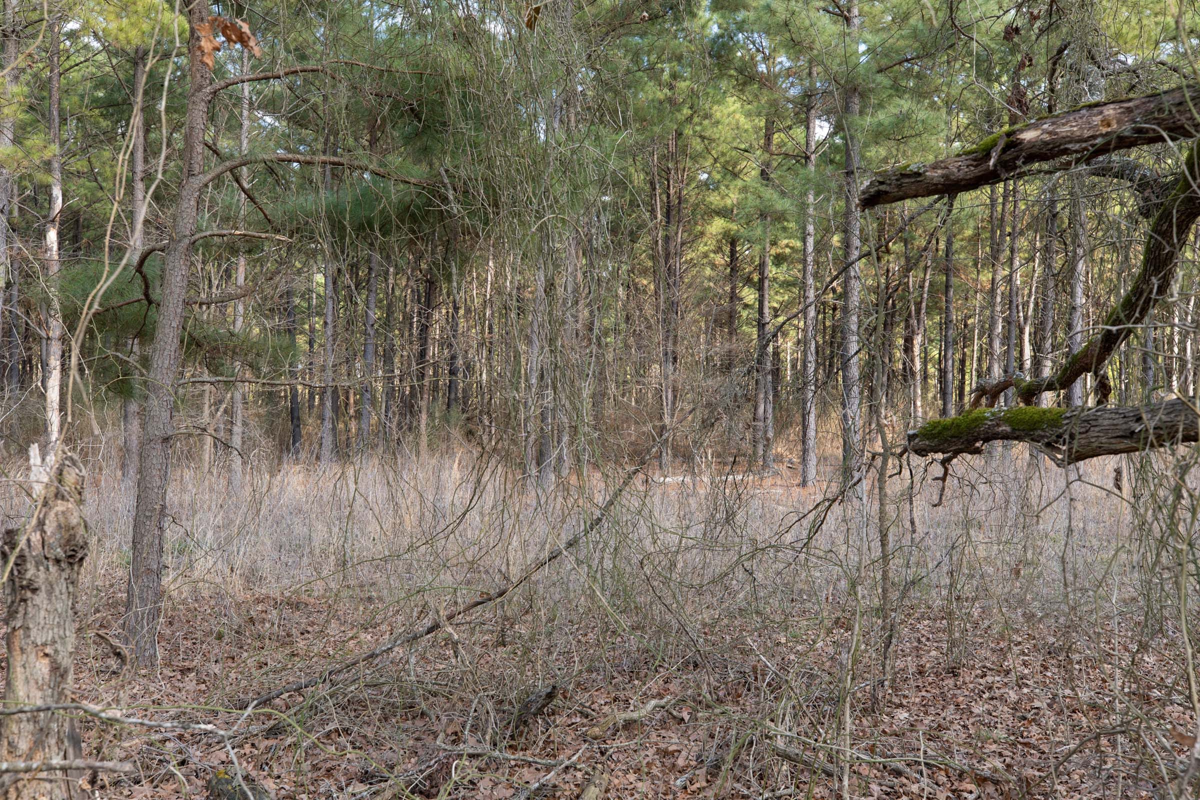 Wishing Star Ranch Tract 47 photo 6