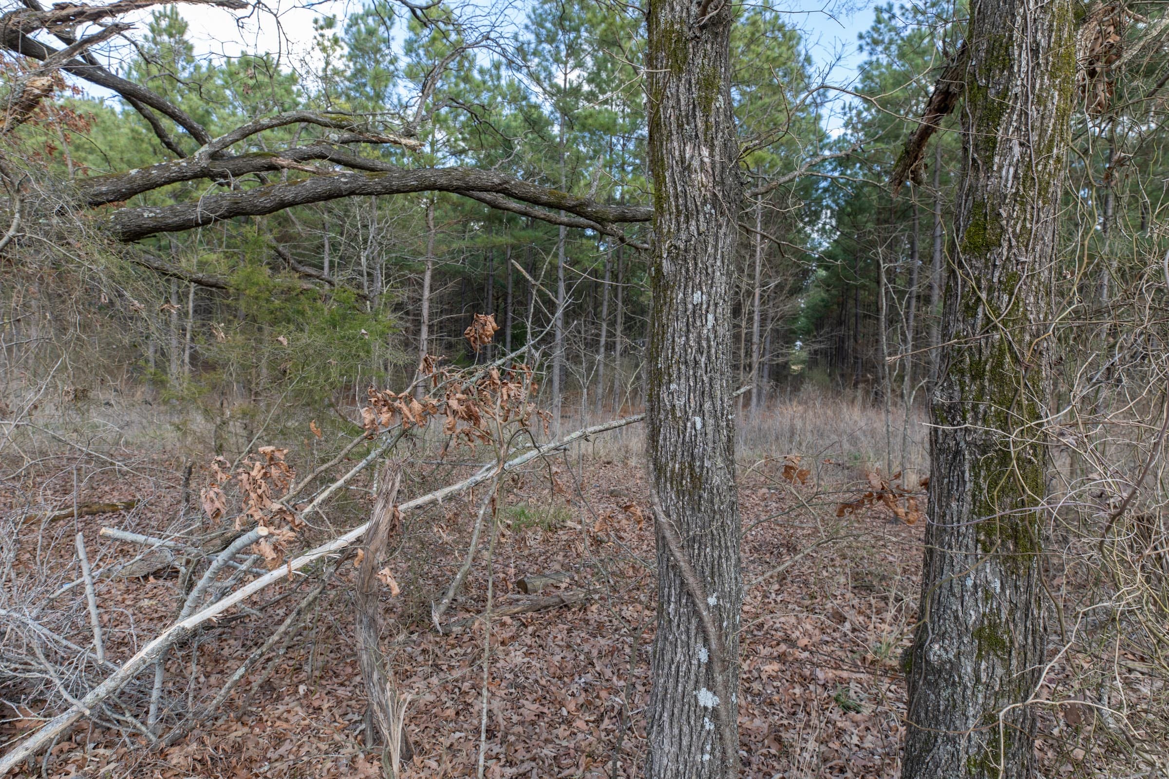 Wishing Star Ranch Tract 47 photo 8