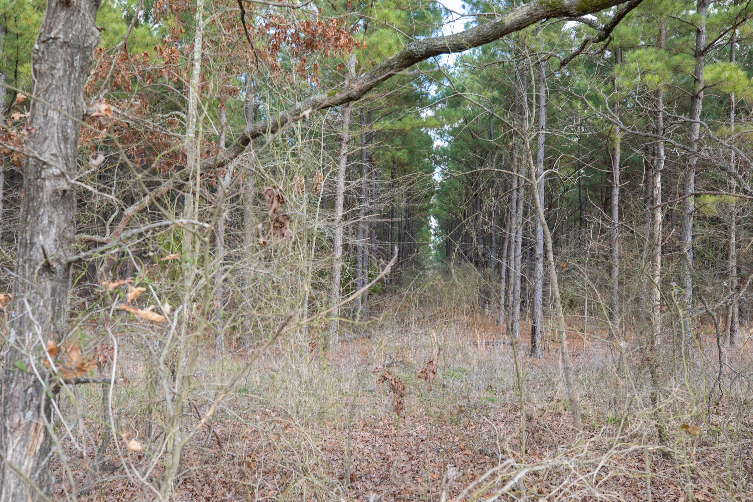 Wishing Star Ranch Tract 47 photo 9