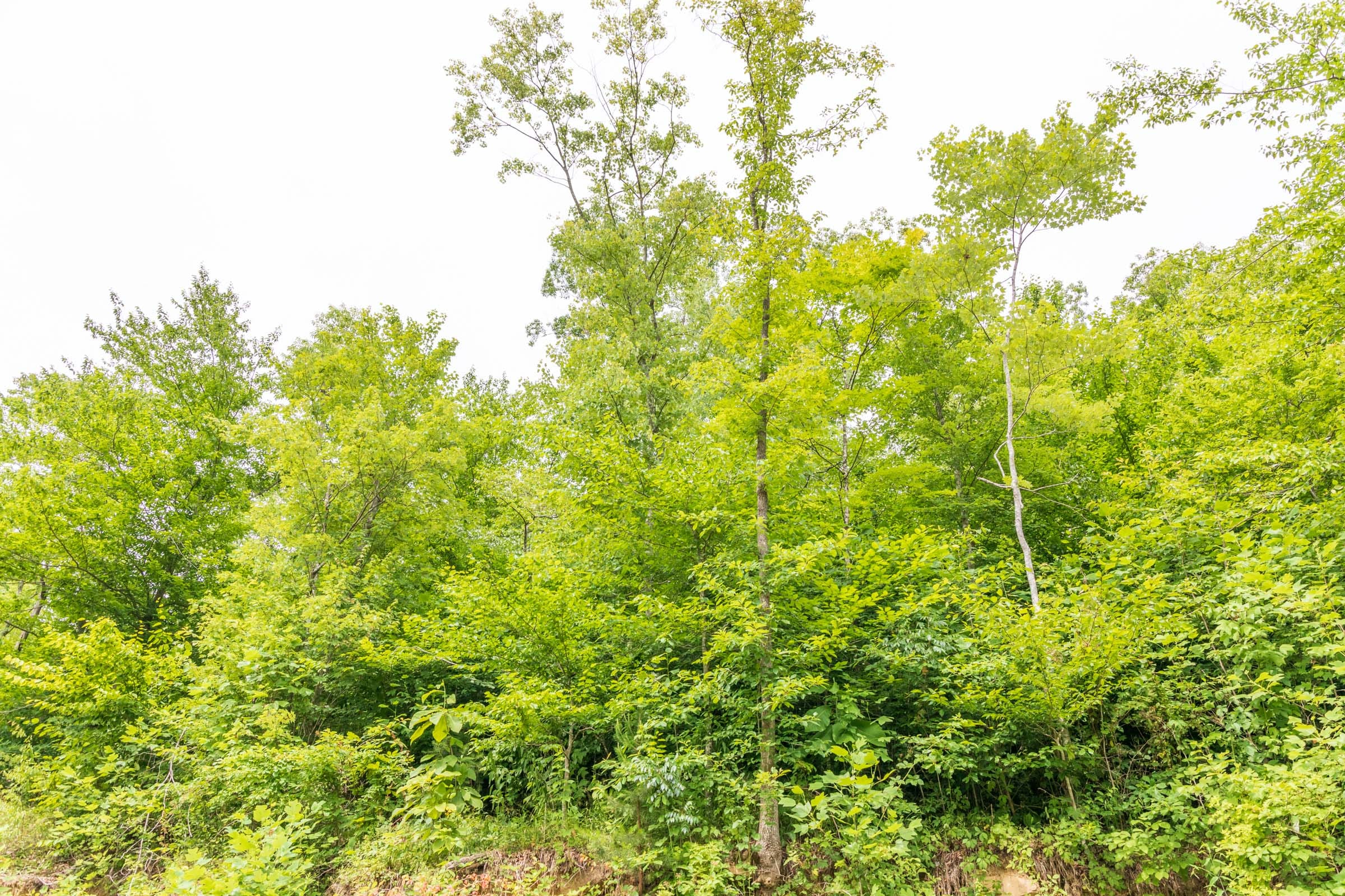 River’s Edge Tract 34 photo 2