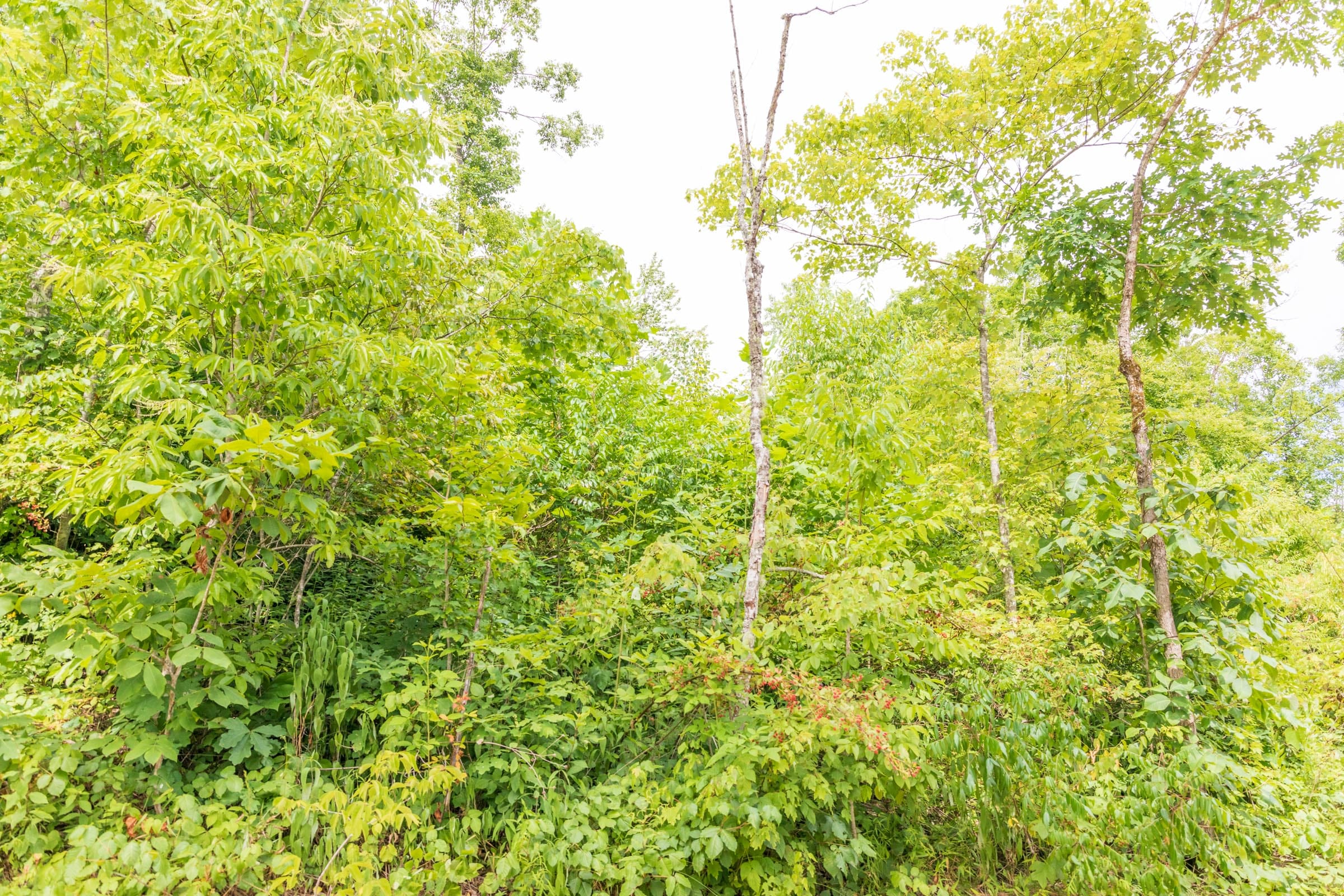 River’s Edge Tract 34 photo 6