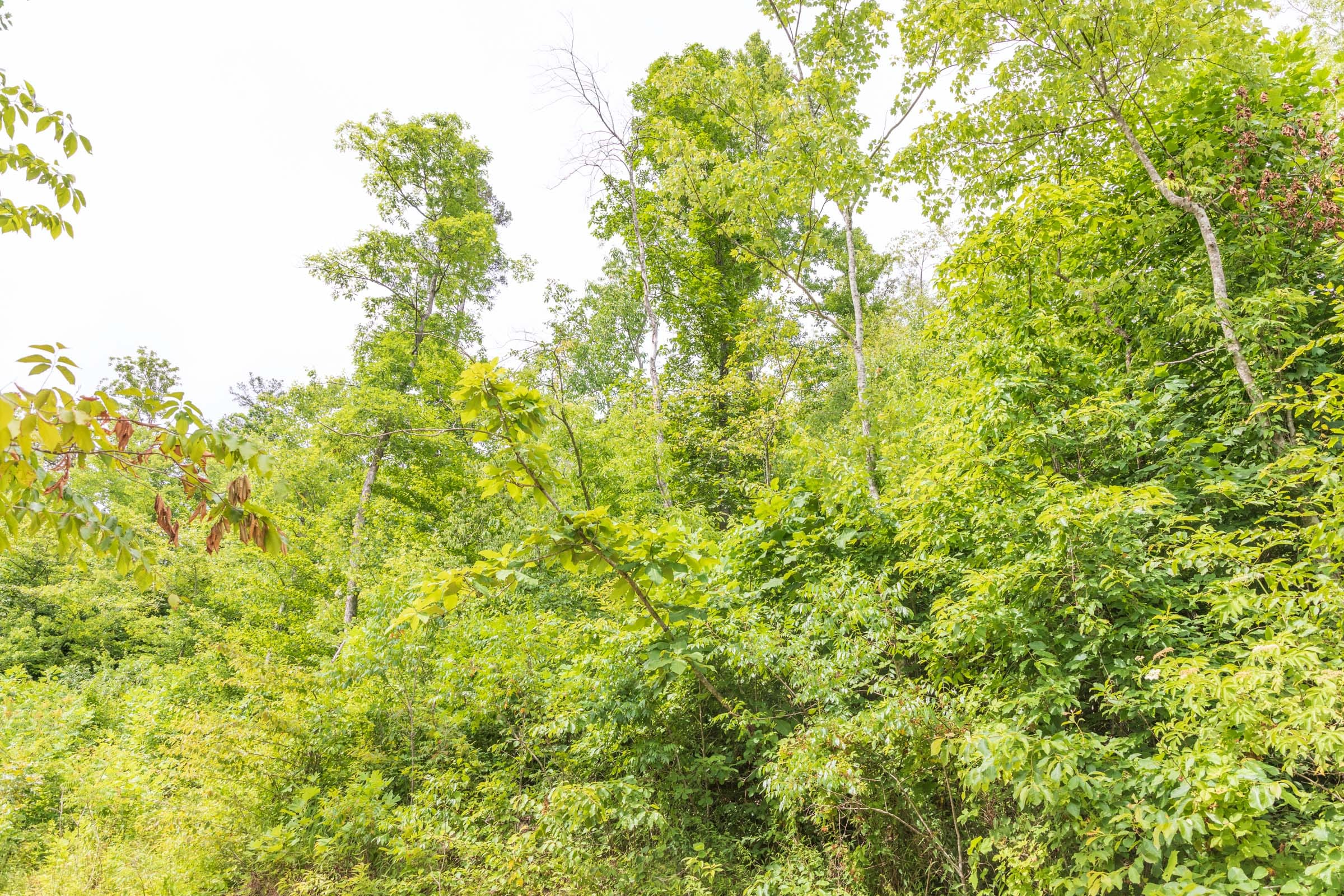 River’s Edge Tract 34 photo 8