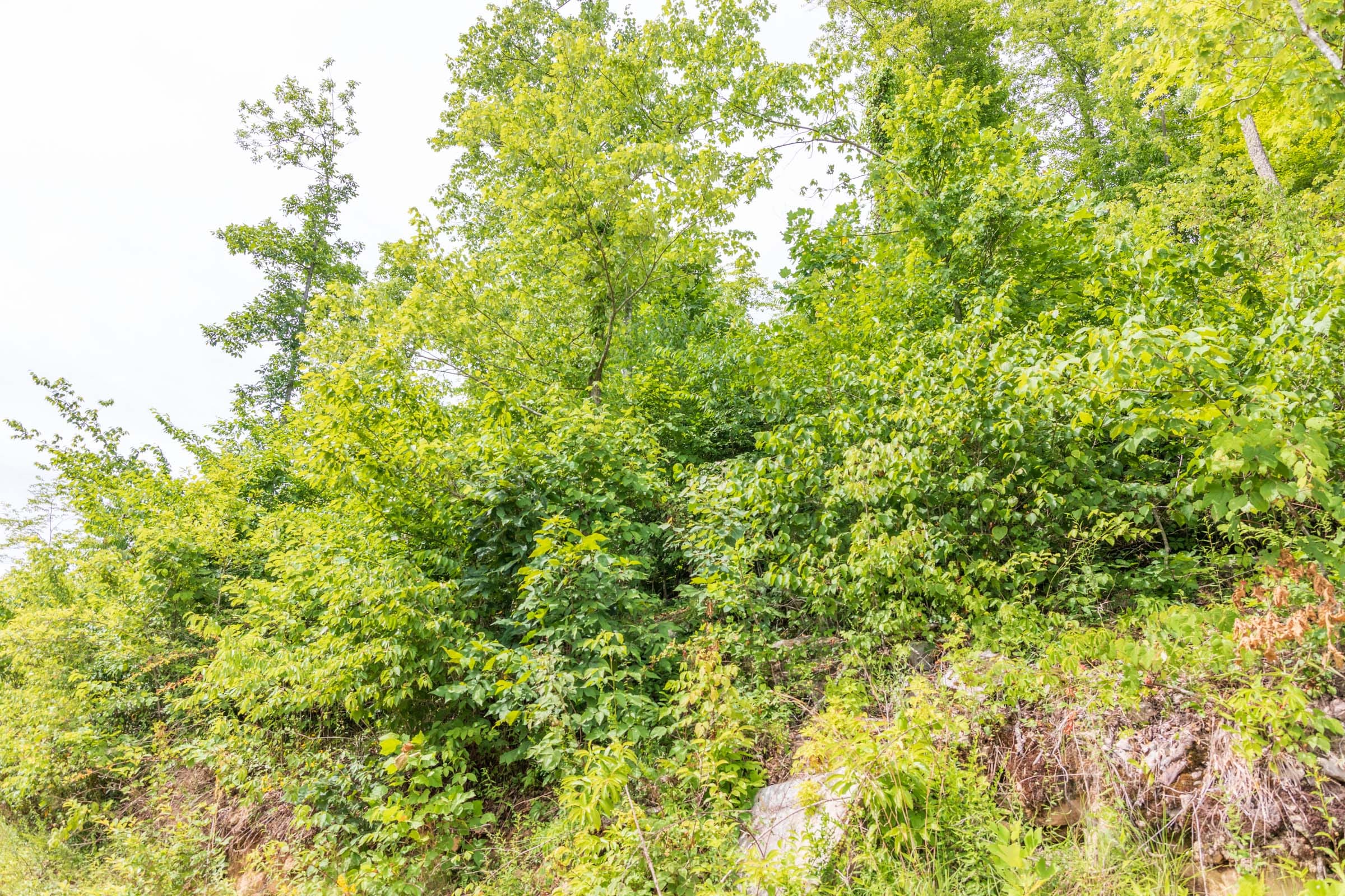 River’s Edge Tract 34 photo 9