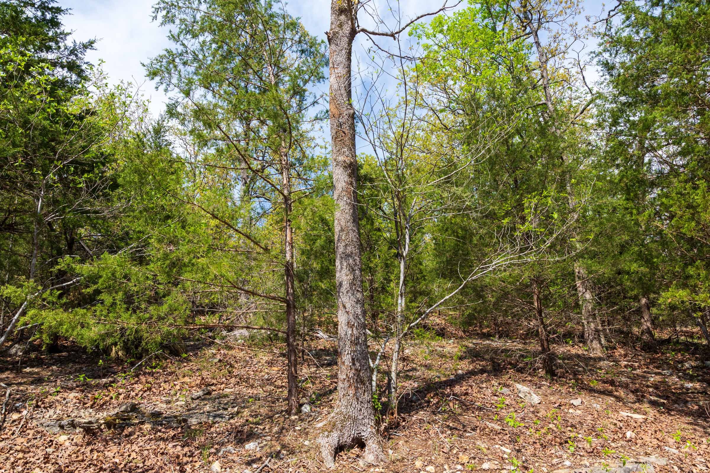 Autumnwood Tract 9 photo 2