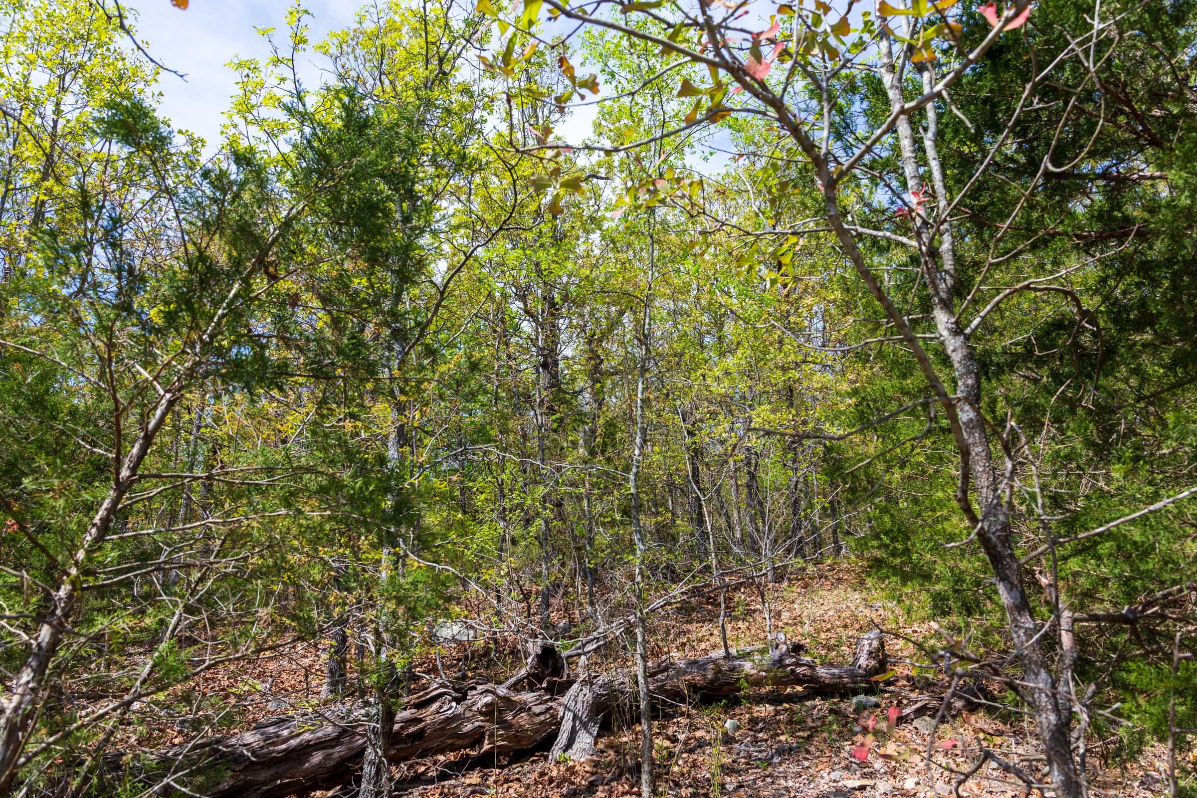 Autumnwood Tract 9 photo 3