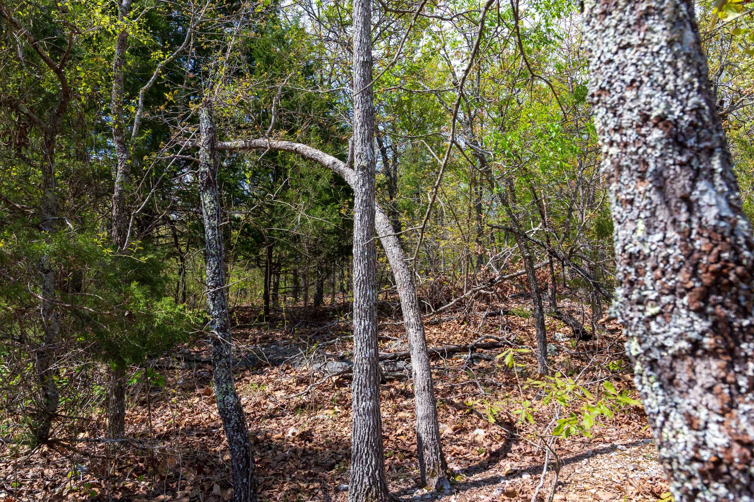 Autumnwood Tract 9 photo 4