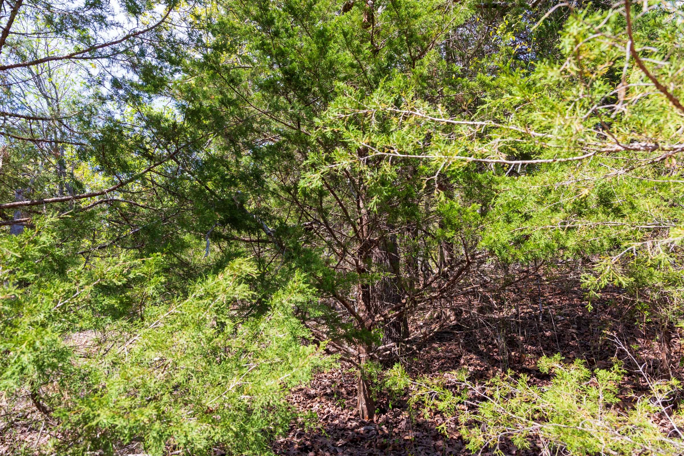 Autumnwood Tract 9 photo 5