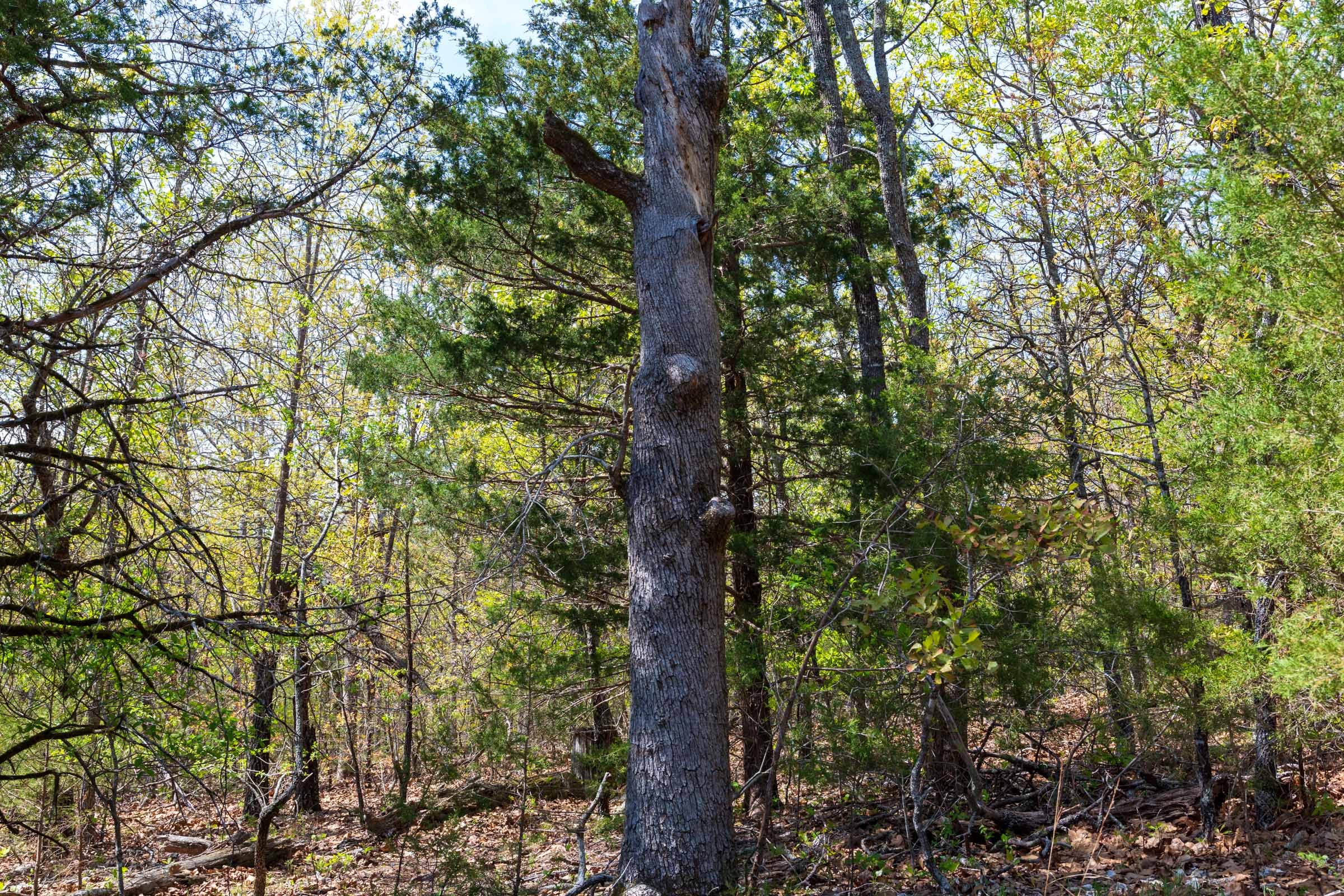 Autumnwood Tract 9 photo 6