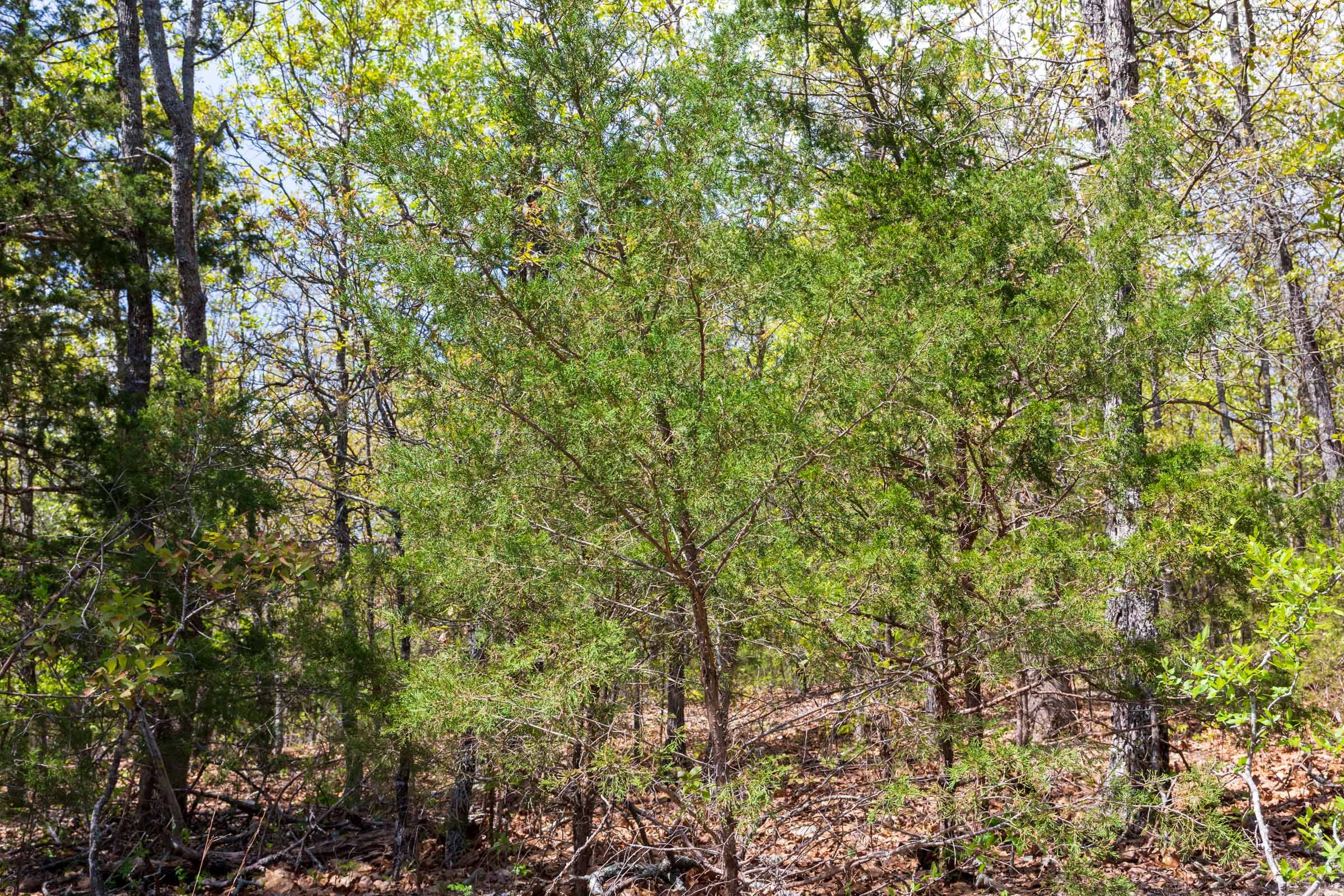 Autumnwood Tract 9 photo 7