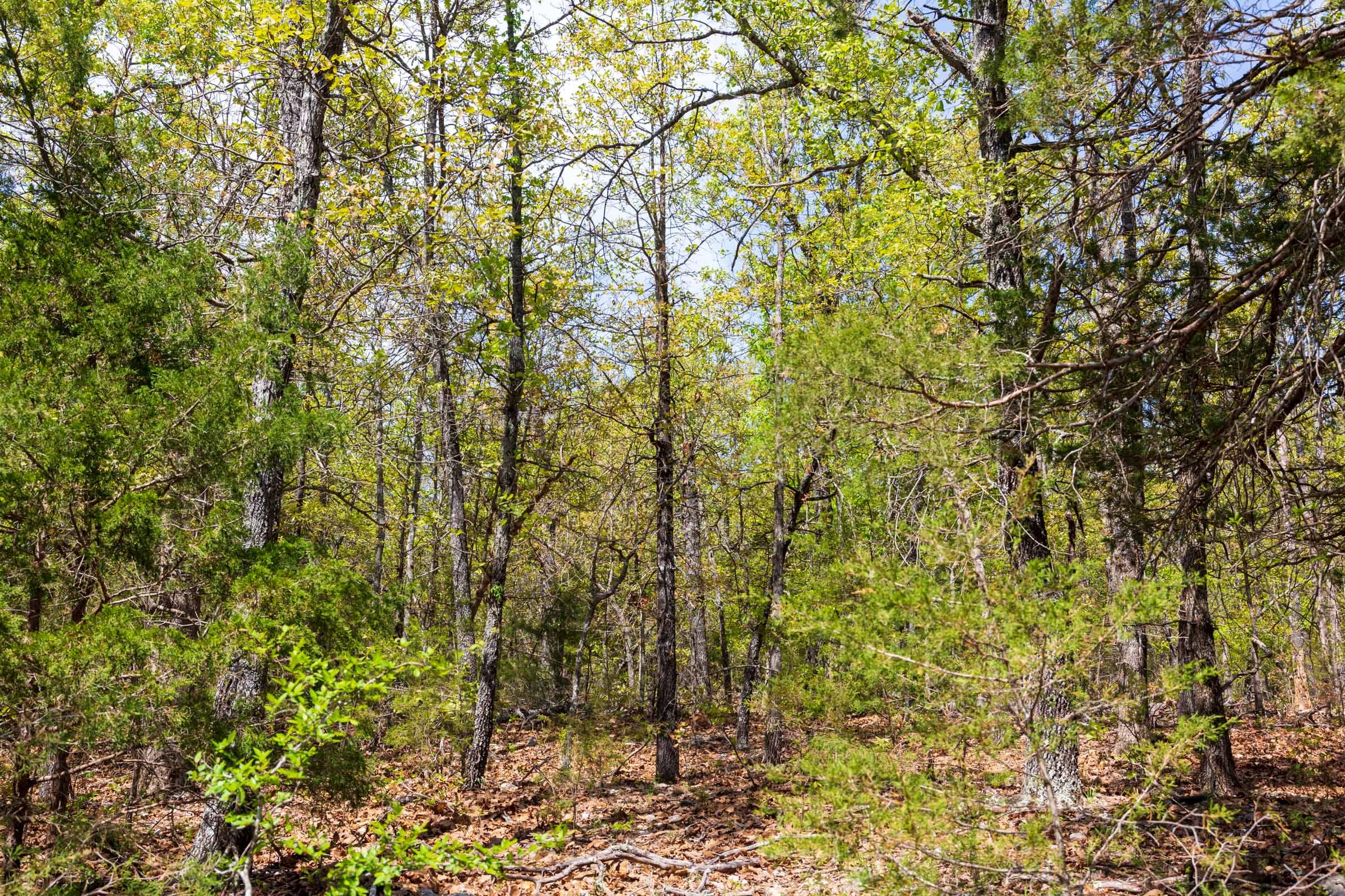Autumnwood Tract 9 photo 8