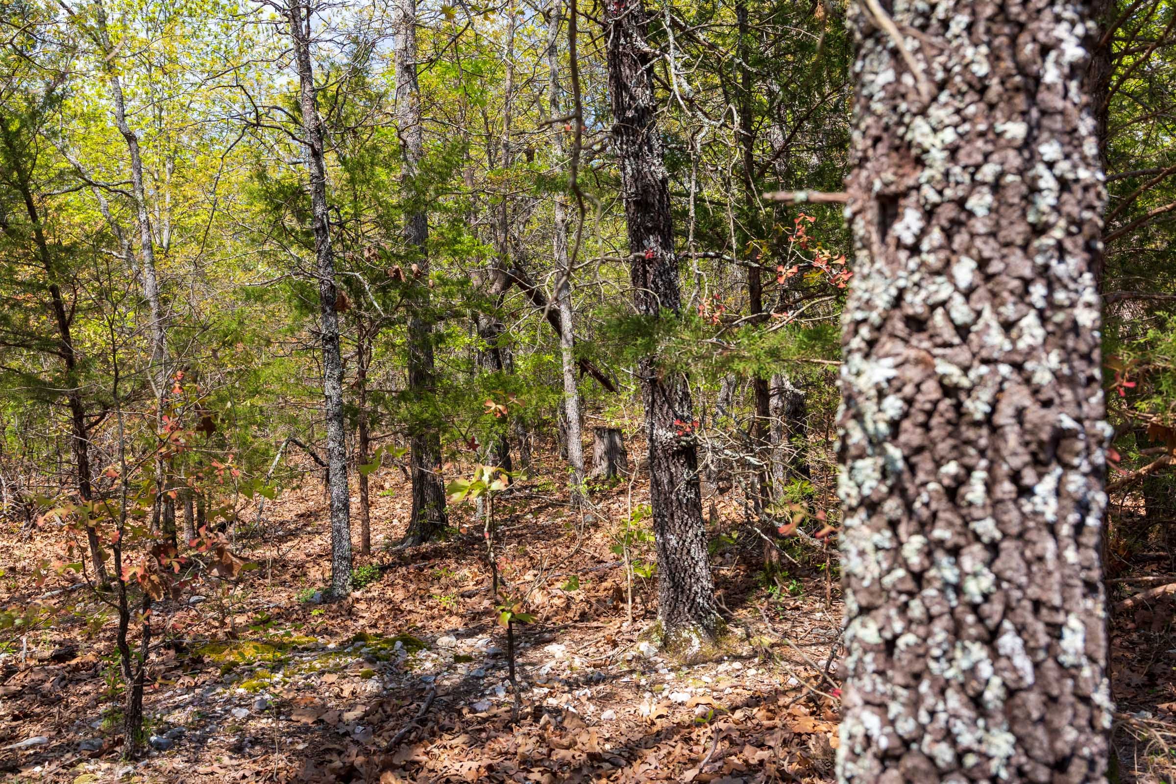 Autumnwood Tract 9 photo 10