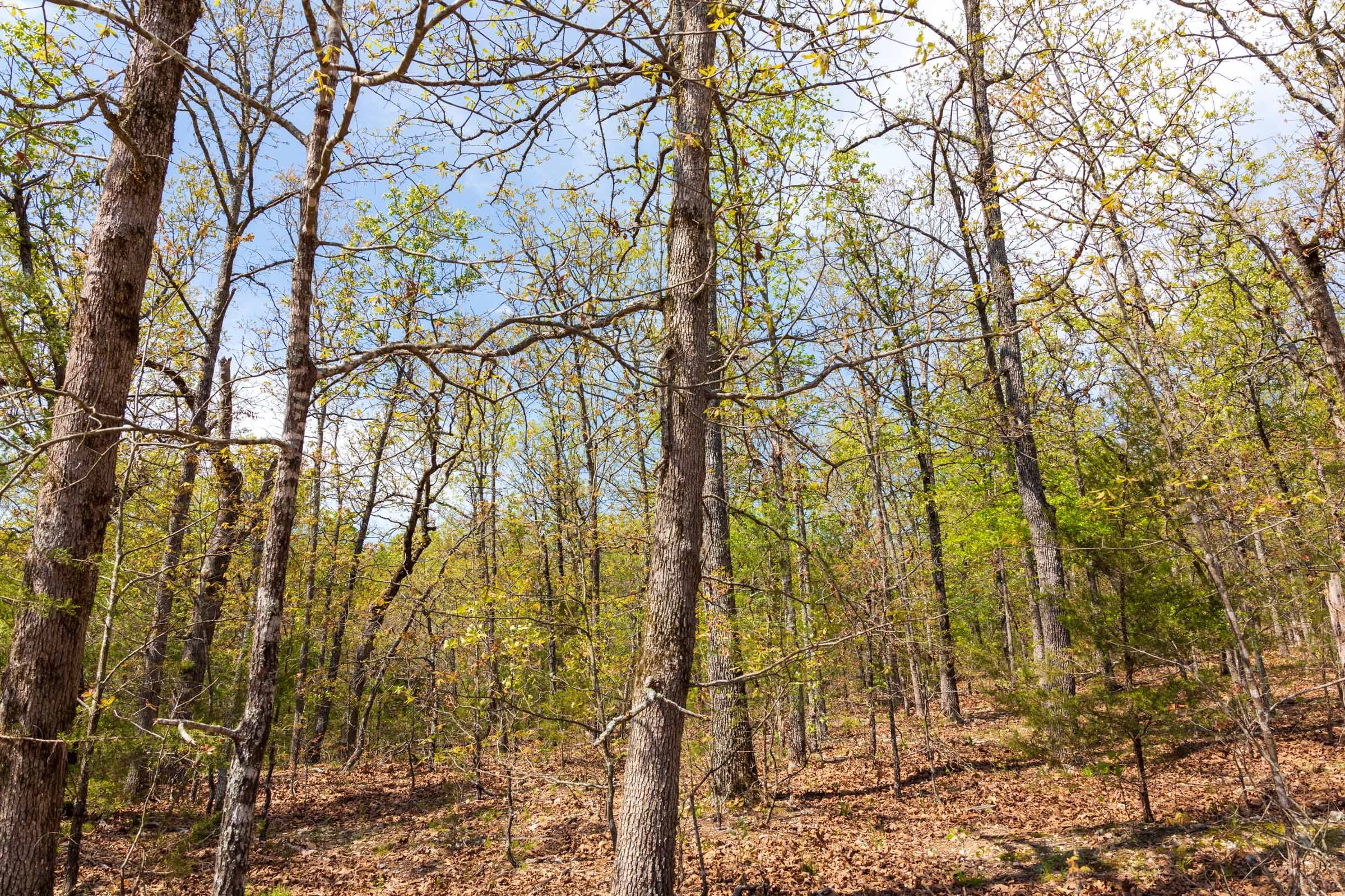 Autumnwood Tract 9 photo 13