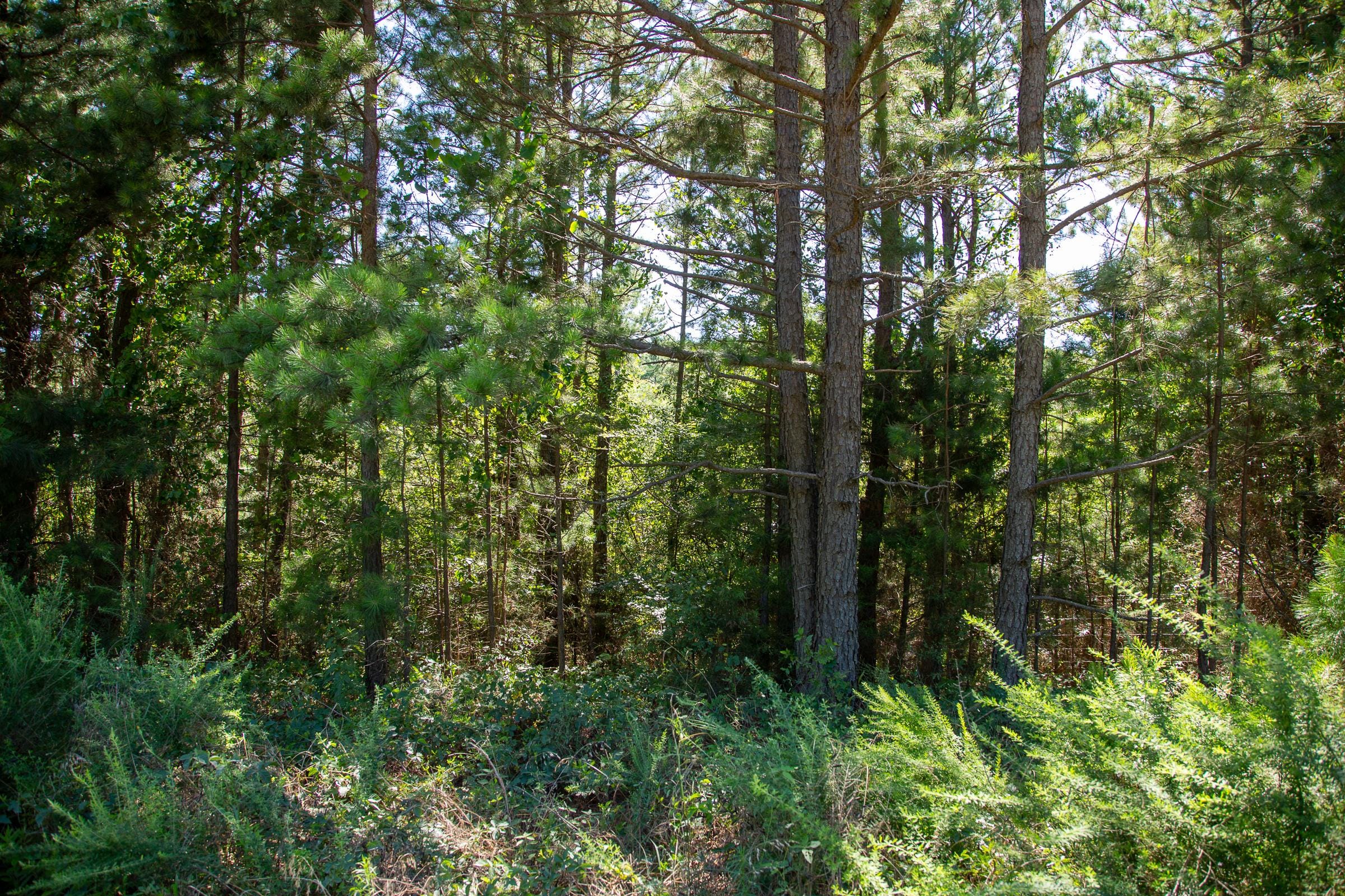 Tyler Stone Ranch Tract 6 photo 3